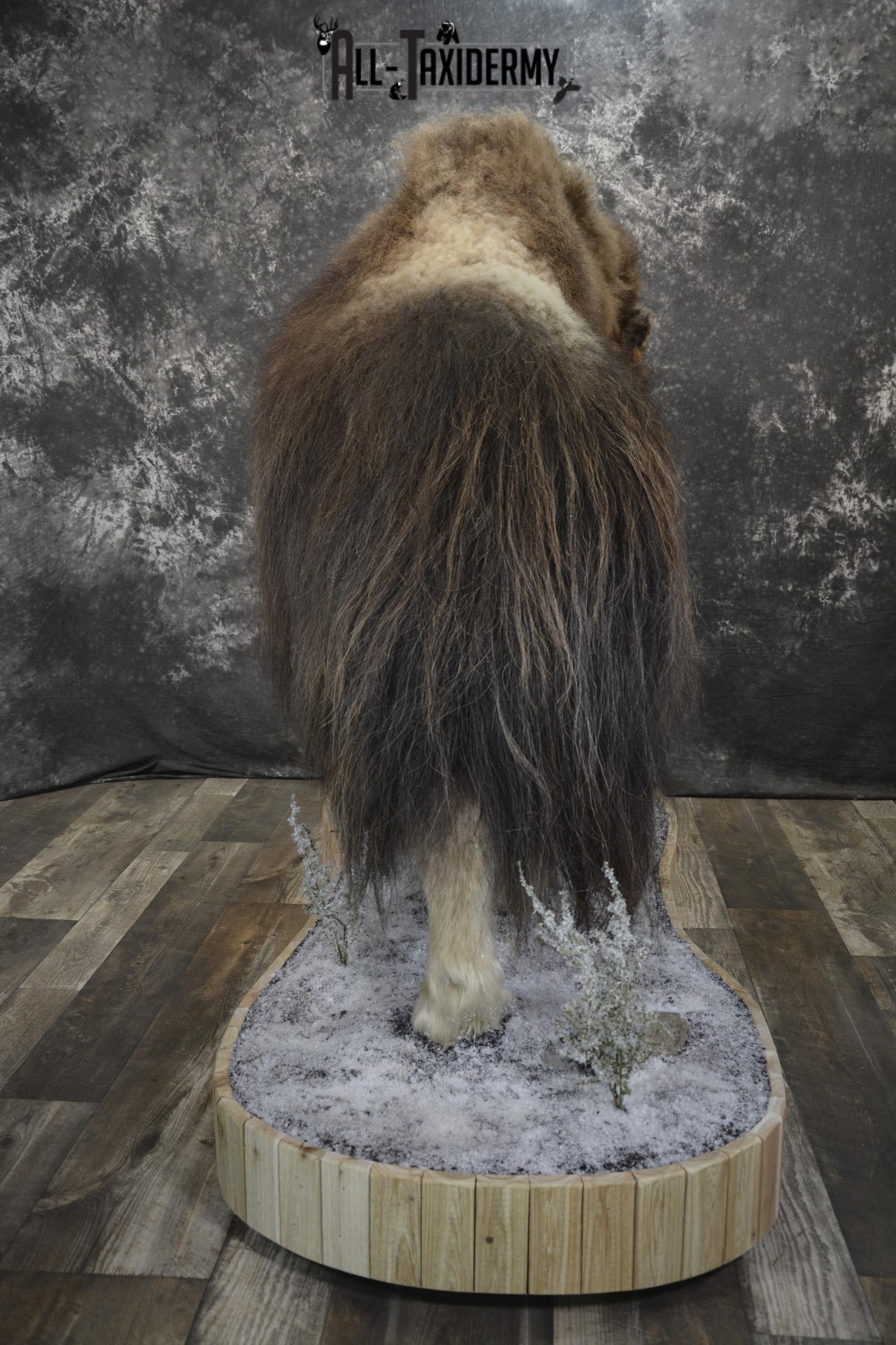 Full Body Muskox taxidermy mount for sale SKU 2089 - Image 19