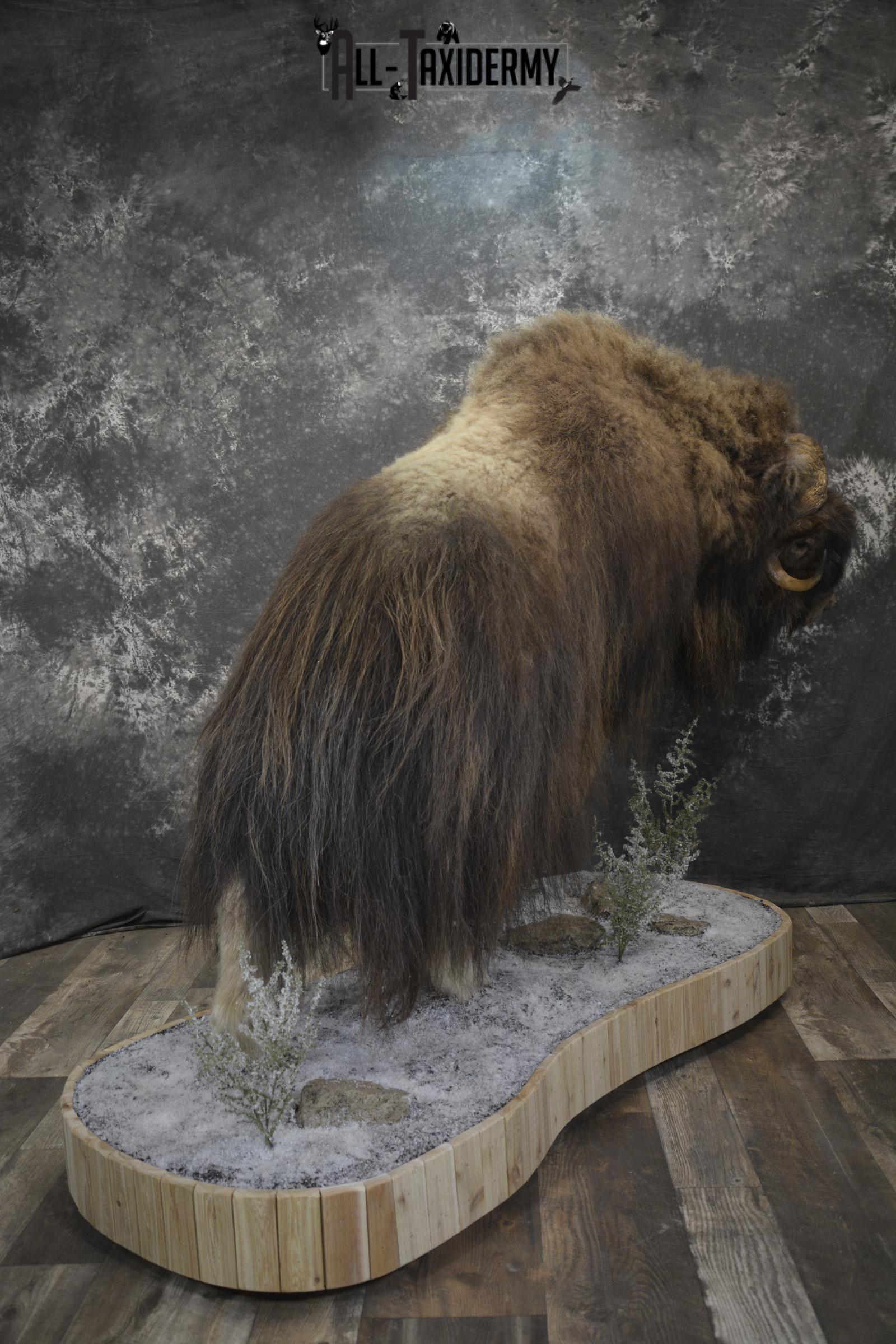 Full Body Muskox taxidermy mount for sale SKU 2089 - Image 18
