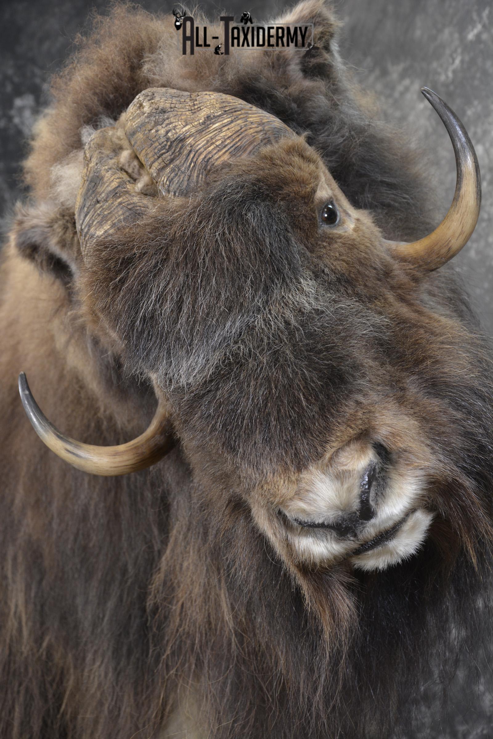 Full Body Muskox taxidermy mount for sale SKU 2089 - Image 17