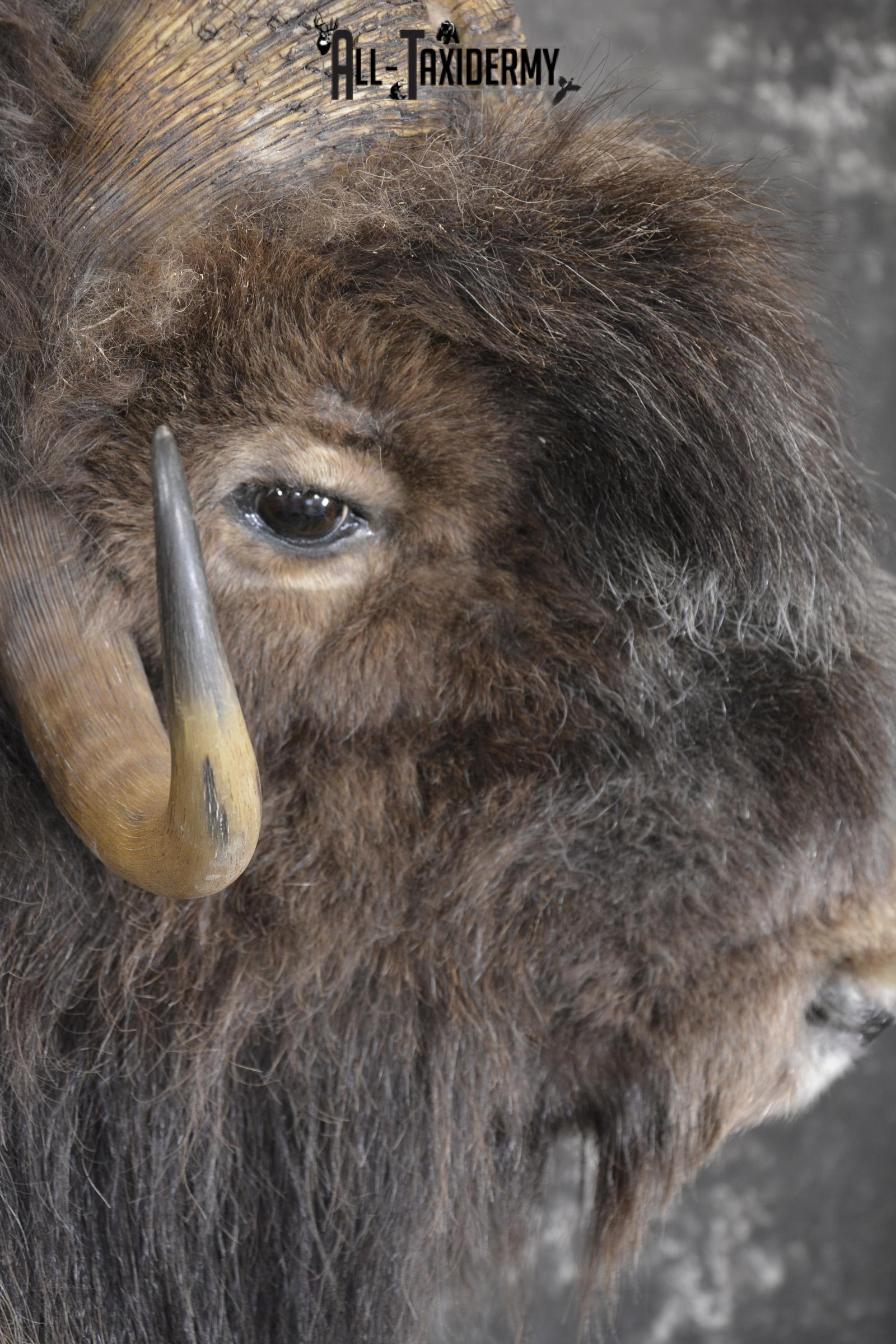 Full Body Muskox taxidermy mount for sale SKU 2089 - Image 16