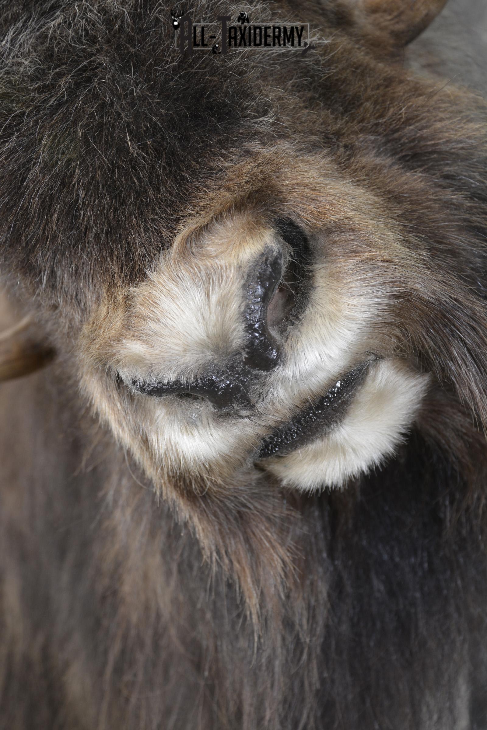 Full Body Muskox taxidermy mount for sale SKU 2089 - Image 15