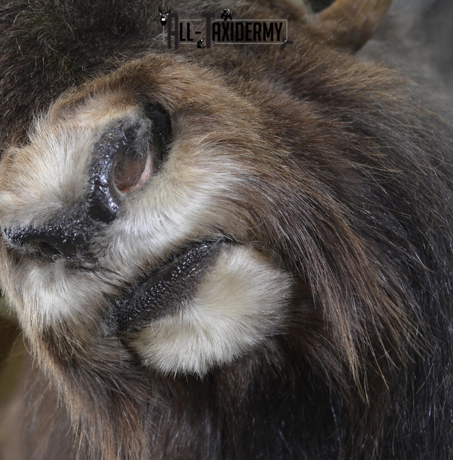 Full Body Muskox taxidermy mount for sale SKU 2089 - Image 14