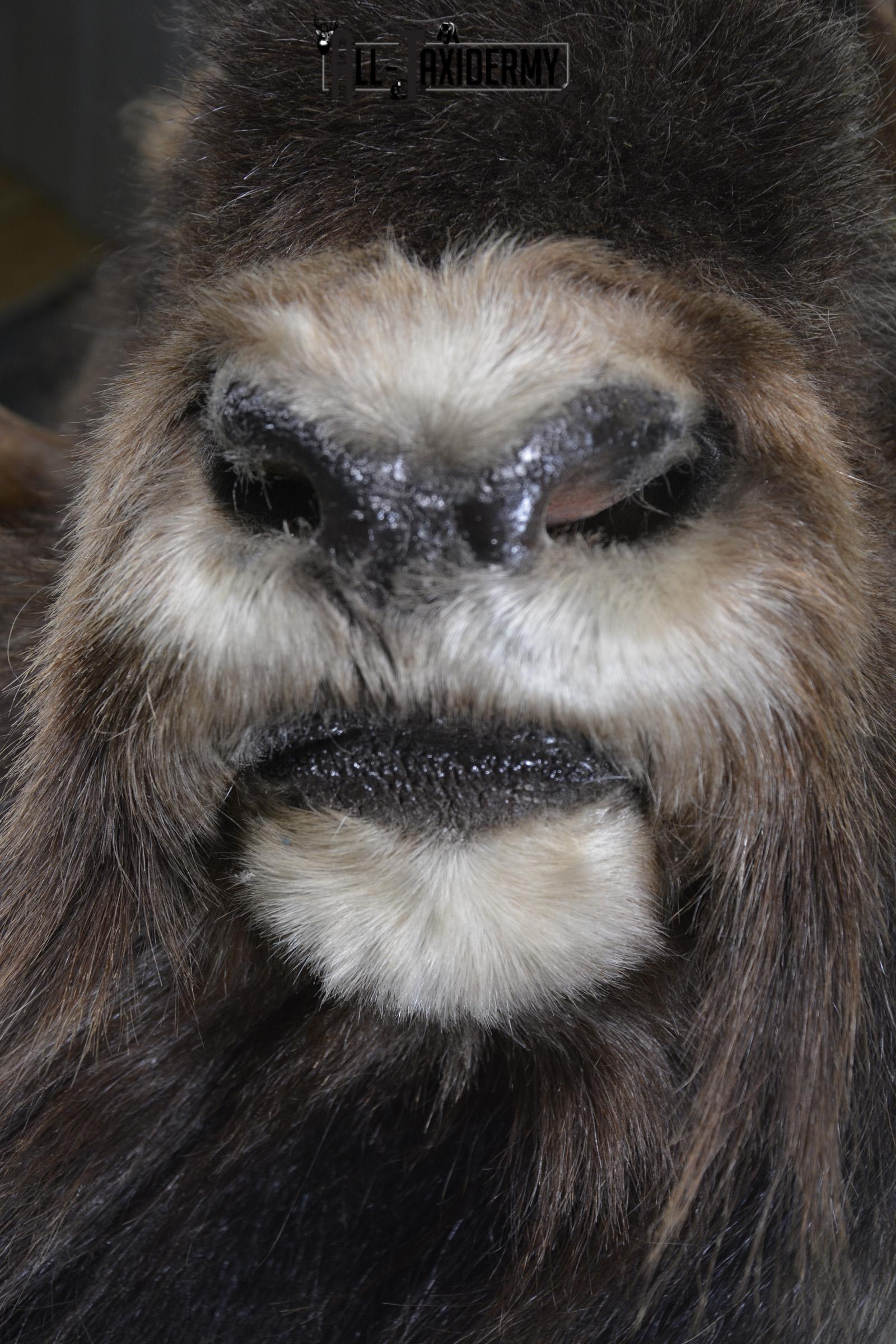 Full Body Muskox taxidermy mount for sale SKU 2089 - Image 13