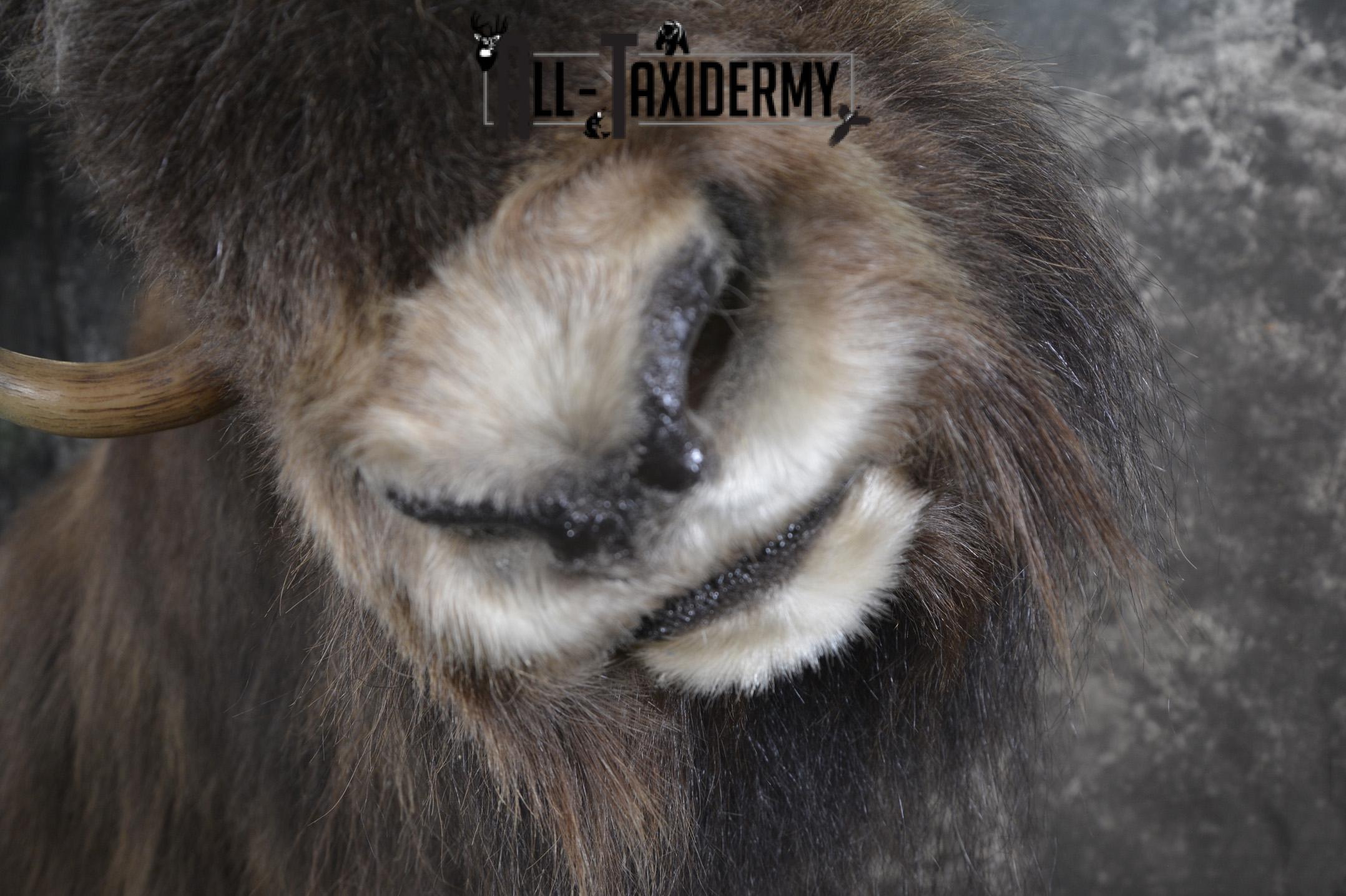 Full Body Muskox taxidermy mount for sale SKU 2089 - Image 12