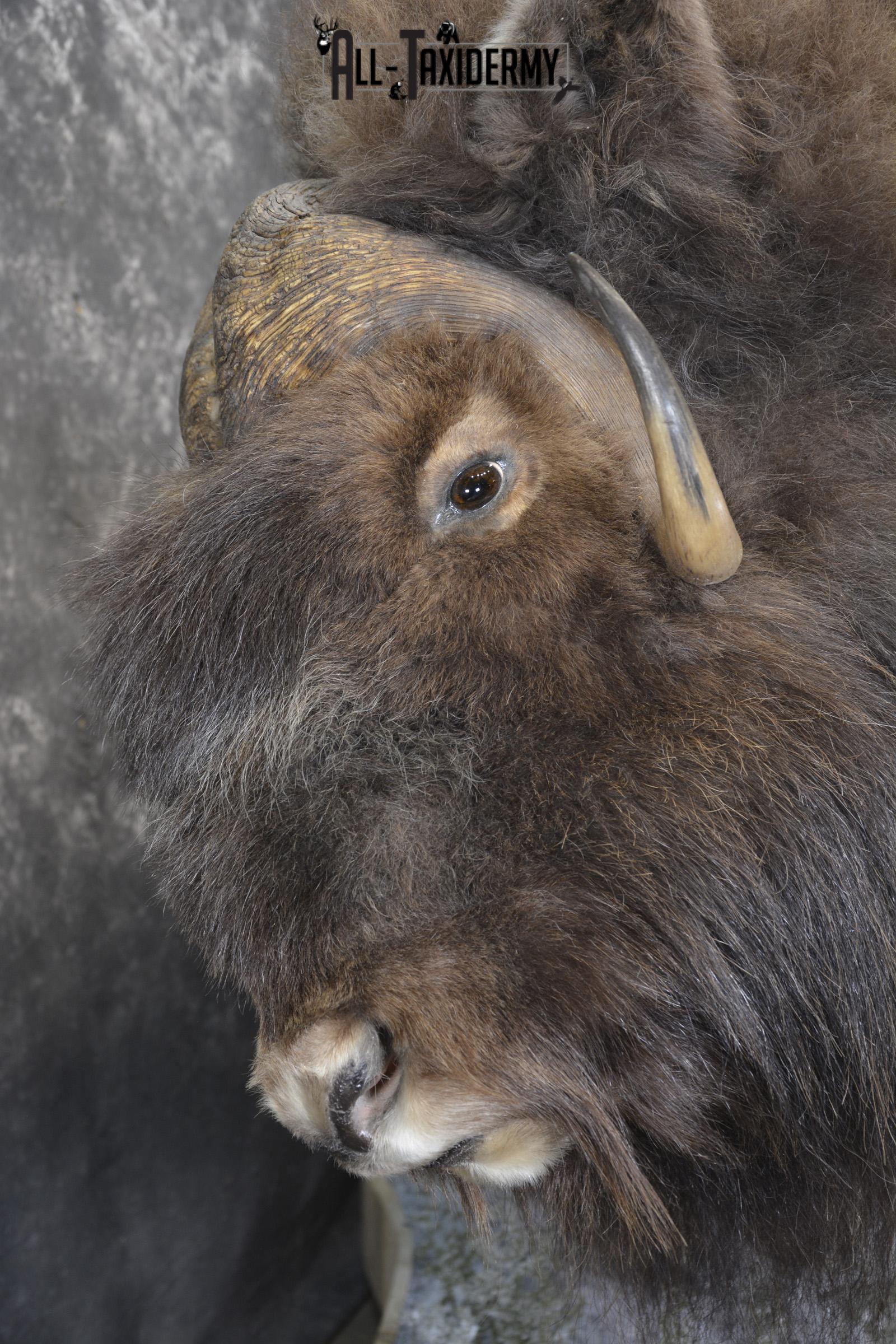 Full Body Muskox taxidermy mount for sale SKU 2089 - Image 11