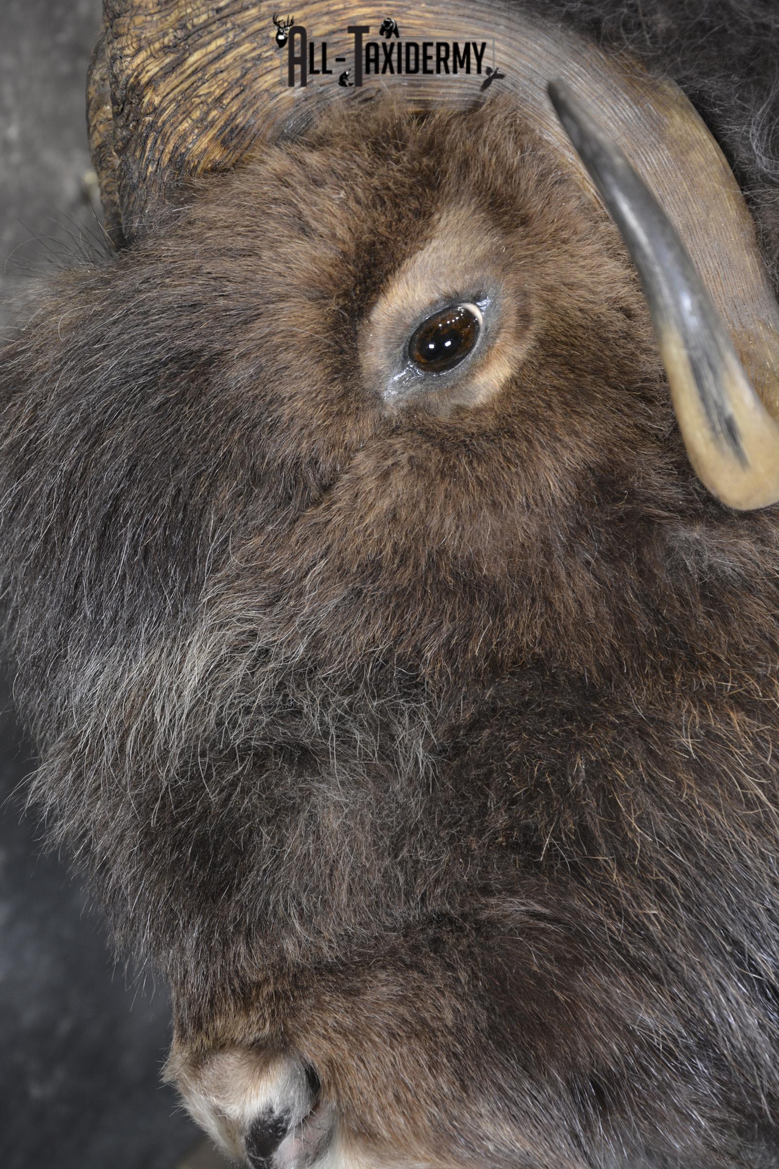 Full Body Muskox taxidermy mount for sale SKU 2089 - Image 10