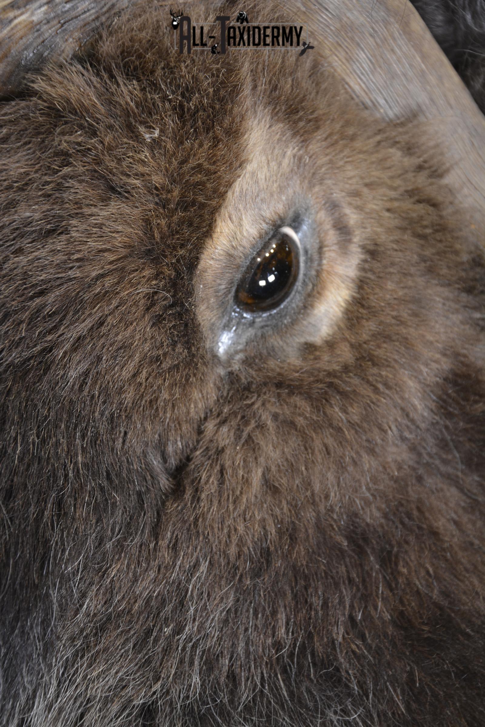 Full Body Muskox taxidermy mount for sale SKU 2089 - Image 9