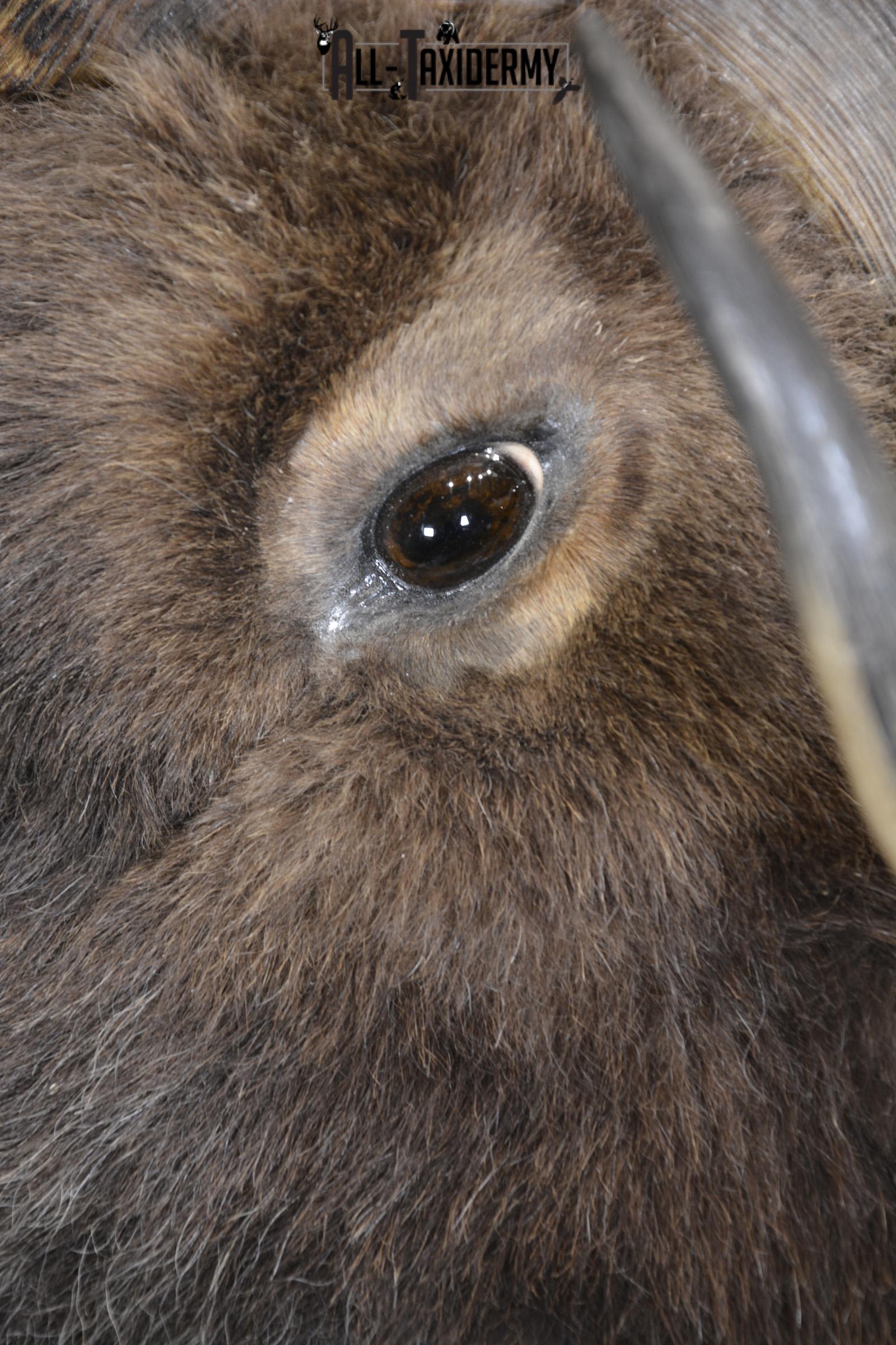 Full Body Muskox taxidermy mount for sale SKU 2089 - Image 8