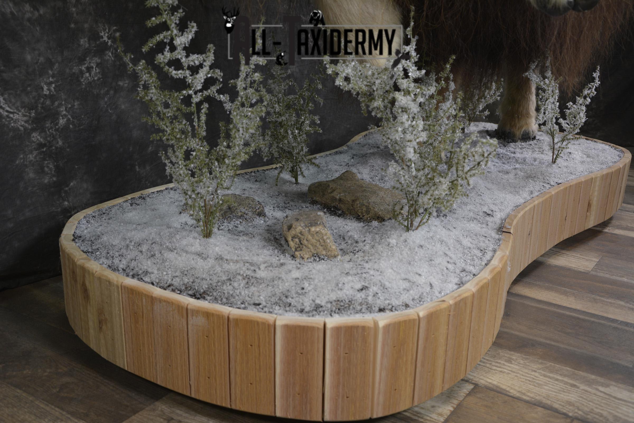 Full Body Muskox taxidermy mount for sale SKU 2089 - Image 7