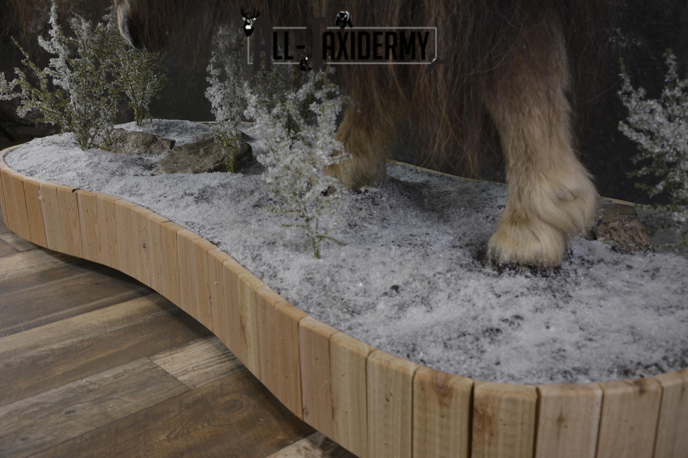 Full Body Muskox taxidermy mount for sale SKU 2089 - Image 6