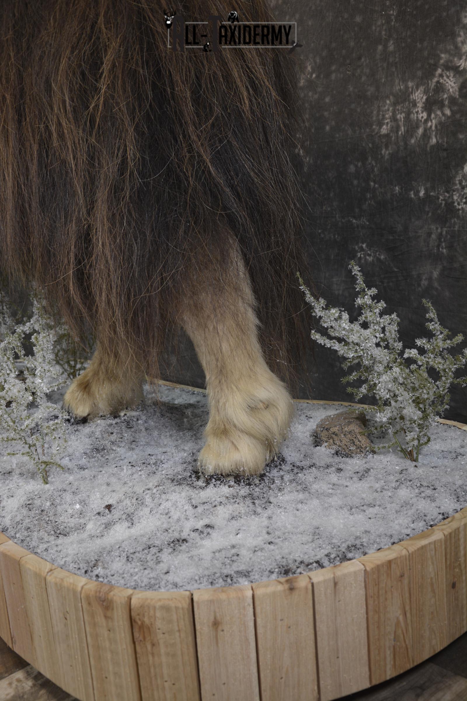 Full Body Muskox taxidermy mount for sale SKU 2089 - Image 5