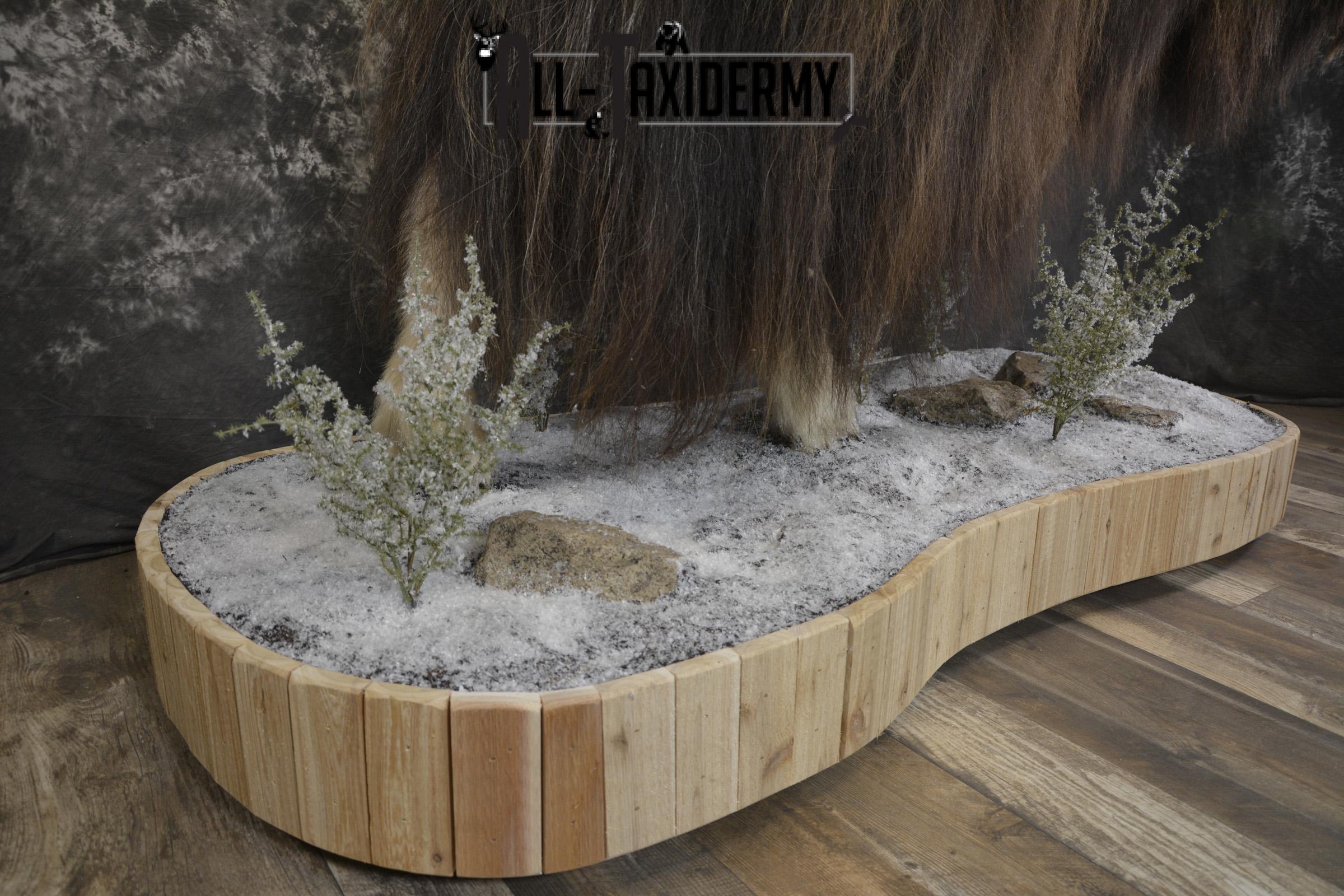 Full Body Muskox taxidermy mount for sale SKU 2089 - Image 4
