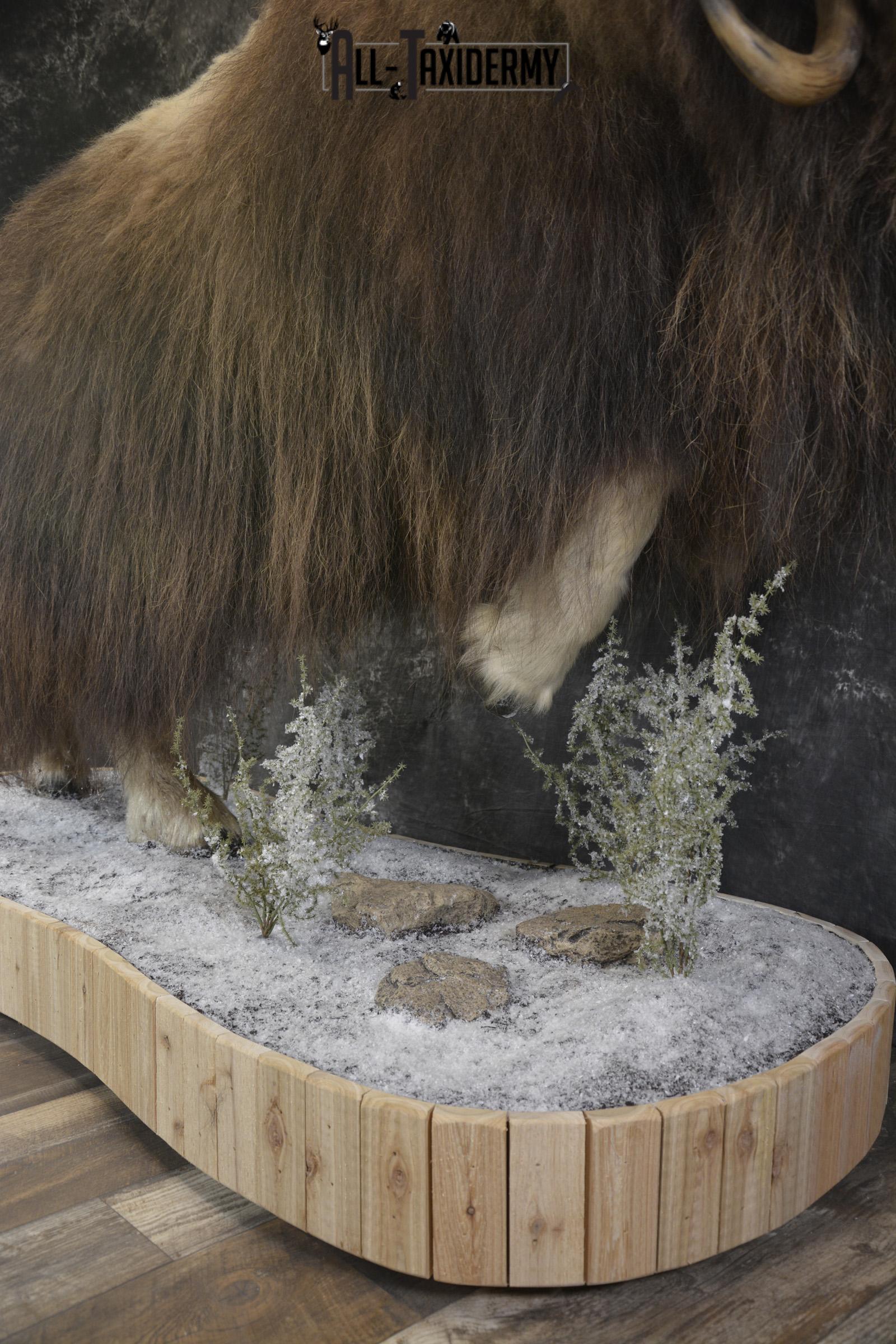 Full Body Muskox taxidermy mount for sale SKU 2089 - Image 3