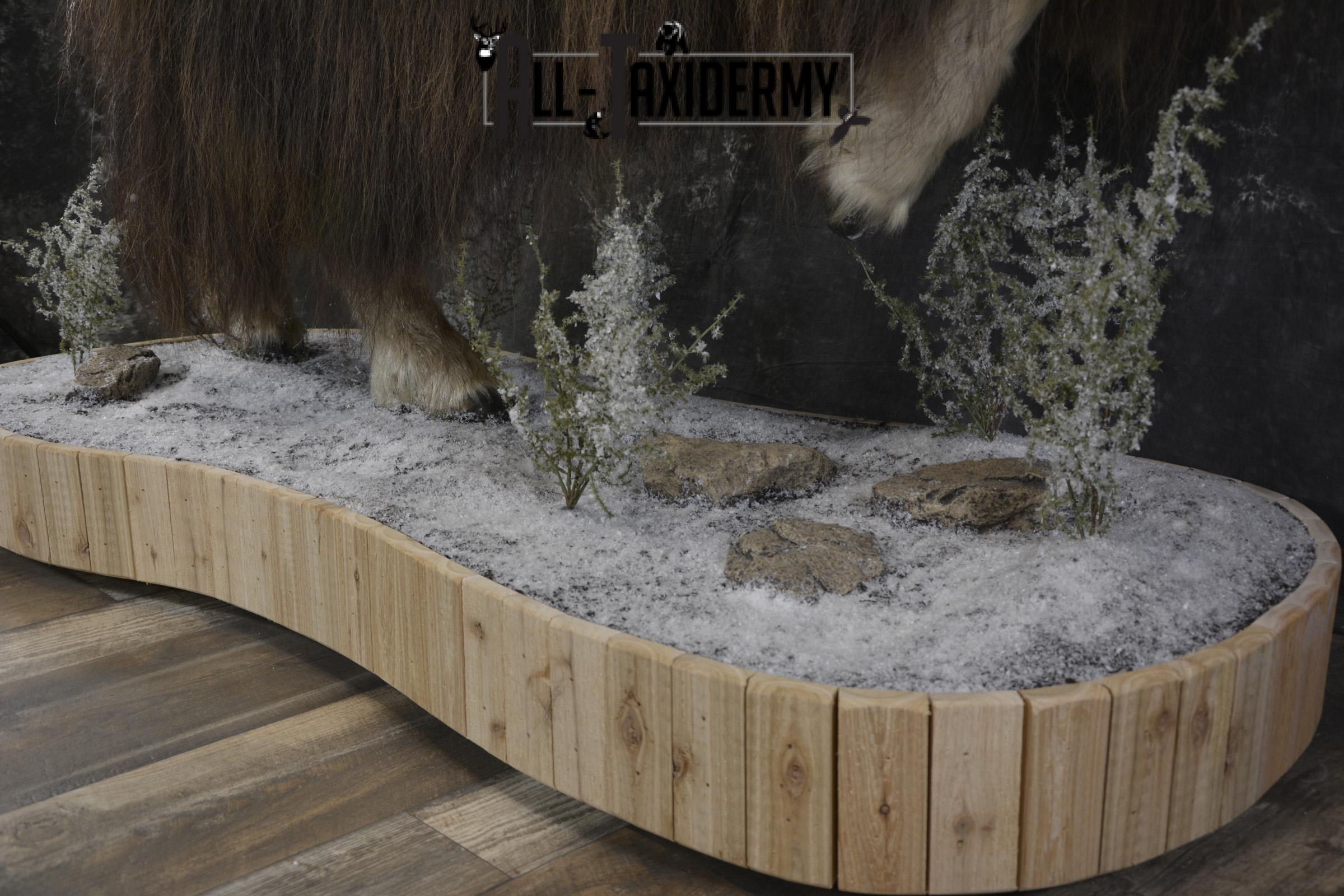 Full Body Muskox taxidermy mount for sale SKU 2089 - Image 2