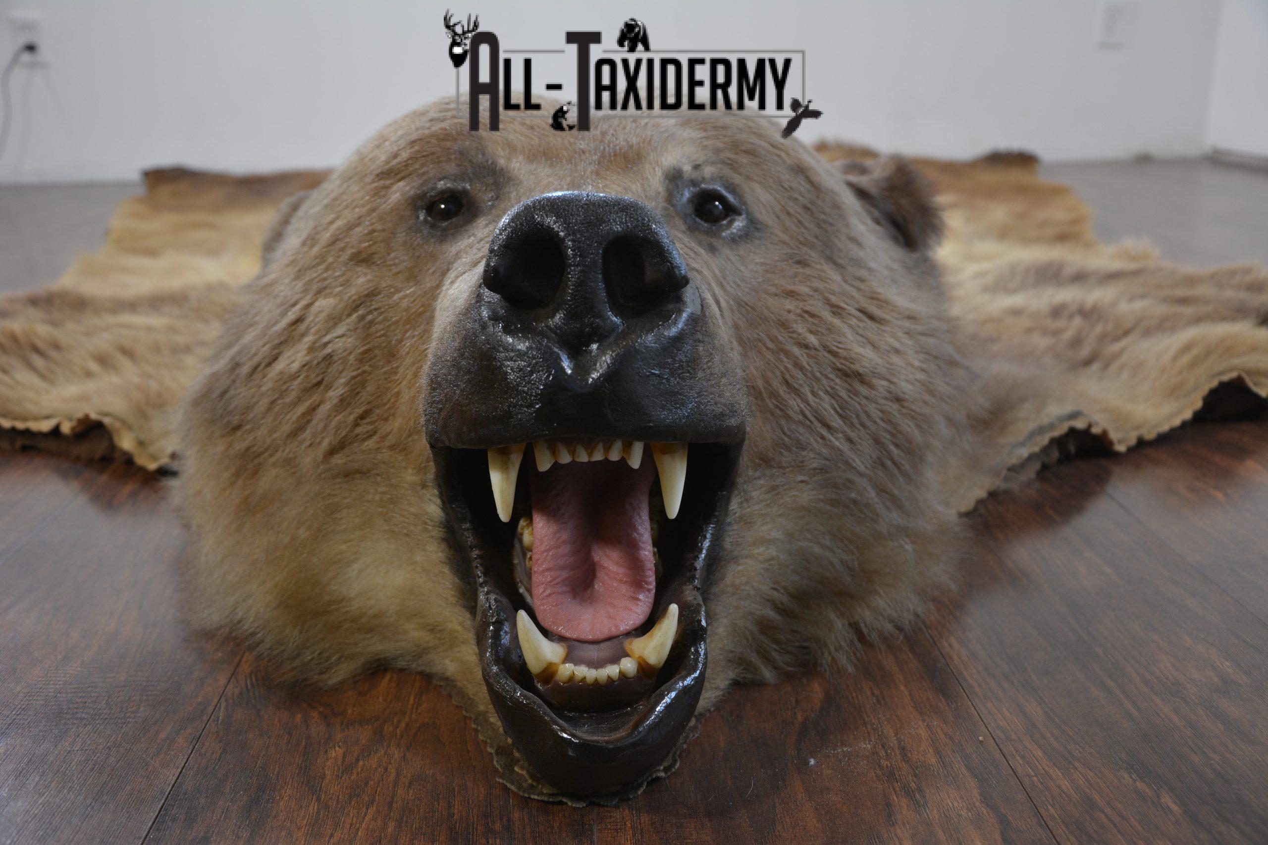 XL Grizzly Bear Taxidermy Rug for sale. SKU 2134 - Image 22