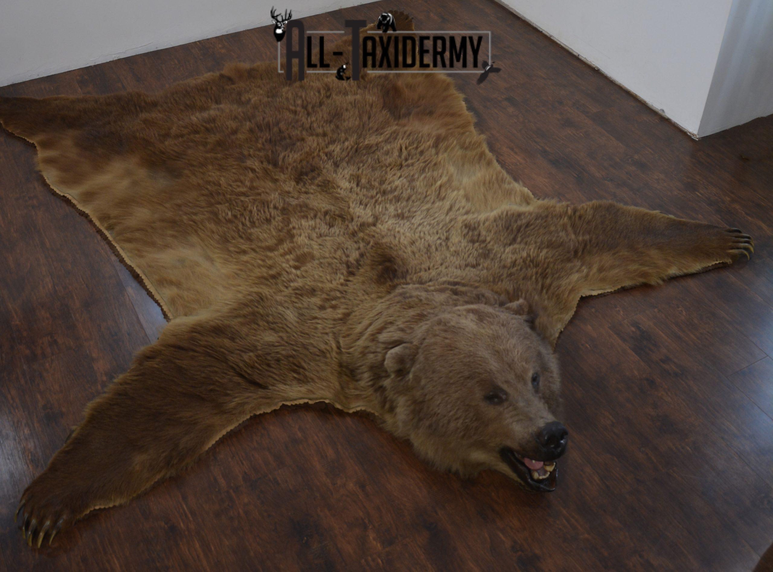 XL Grizzly Bear Taxidermy Rug for sale. SKU 2134 - Image 3