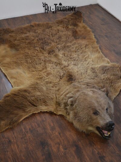 XL Grizzly Bear Taxidermy Rug for sale. SKU 2134