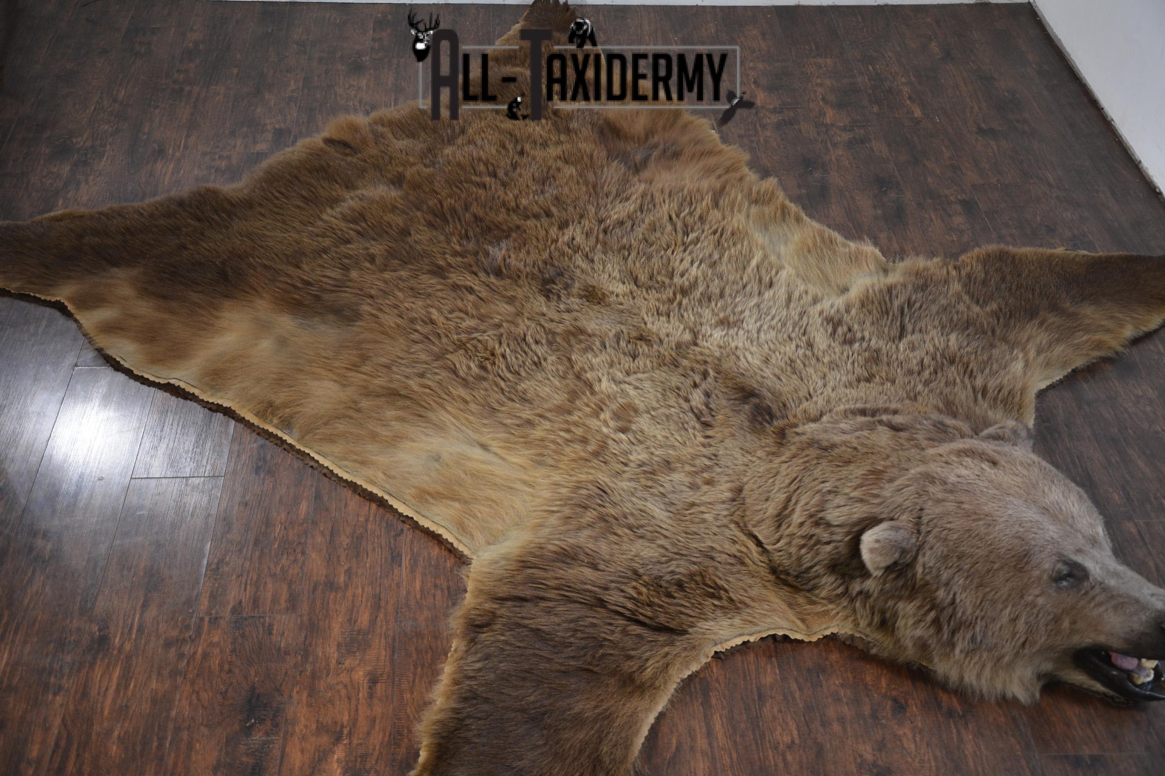 XL Grizzly Bear Taxidermy Rug for sale. SKU 2134 - Image 21