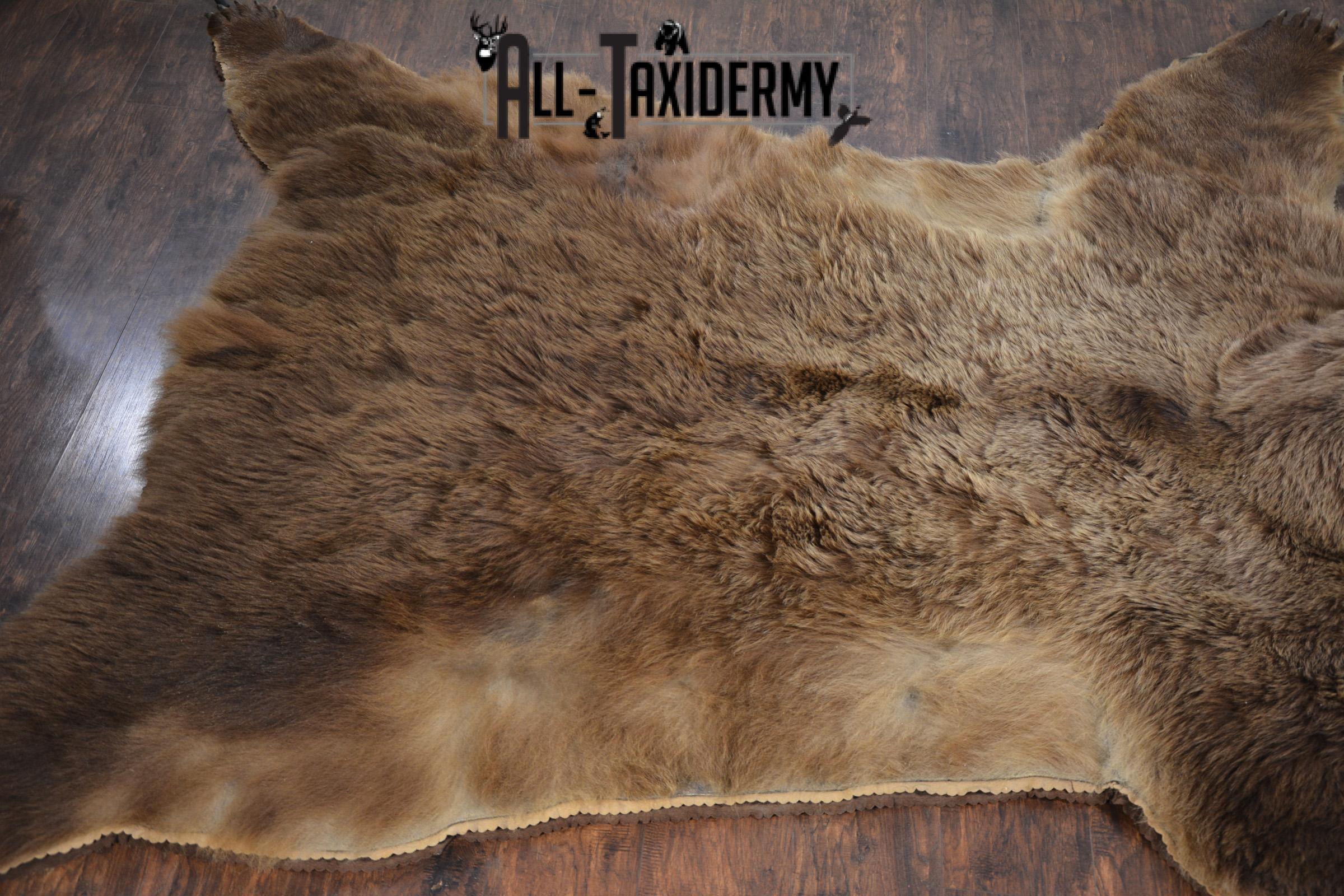 XL Grizzly Bear Taxidermy Rug for sale. SKU 2134 - Image 19