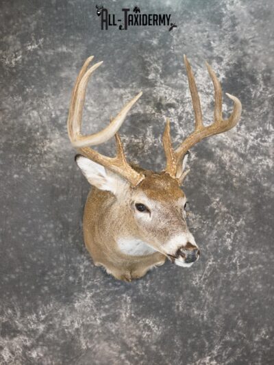 9 Point Whitetail deer taxidermy shoulder mount for sale SKU 2162