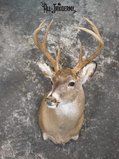 8 Point whitetail deer taxidermy shoulder mount for sale SKU 2161