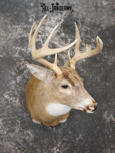 10 Point Whitetail deer taxidermy shoulder mount for sale SKU 2159