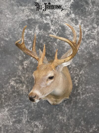 8 Point coues deer taxidermy shoulder mount for sale SKU 2182
