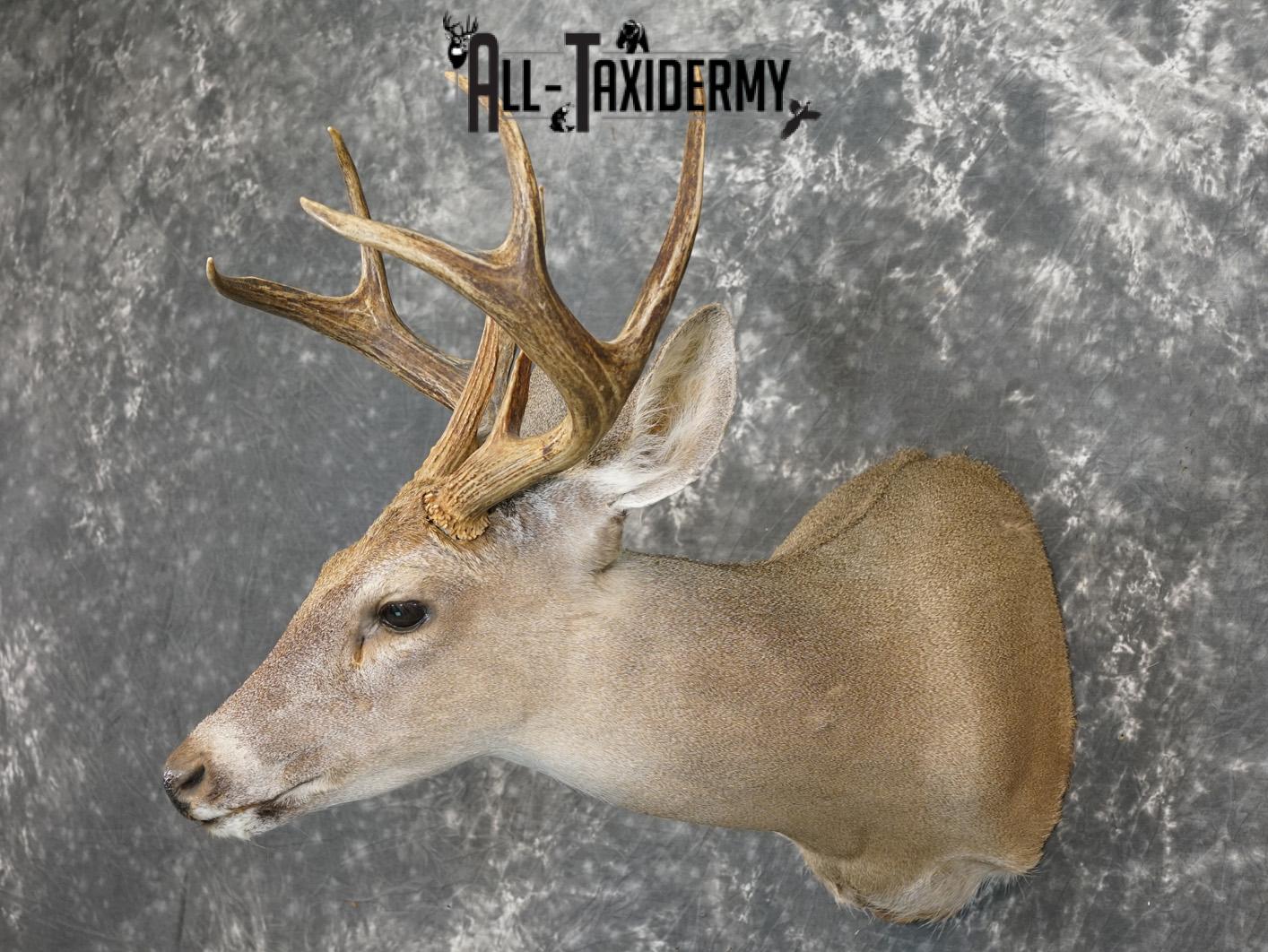 8 Point coues deer taxidermy shoulder mount for sale SKU 2182 - Image 8