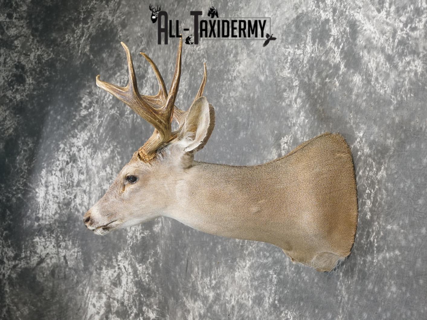 8 Point coues deer taxidermy shoulder mount for sale SKU 2182 - Image 7