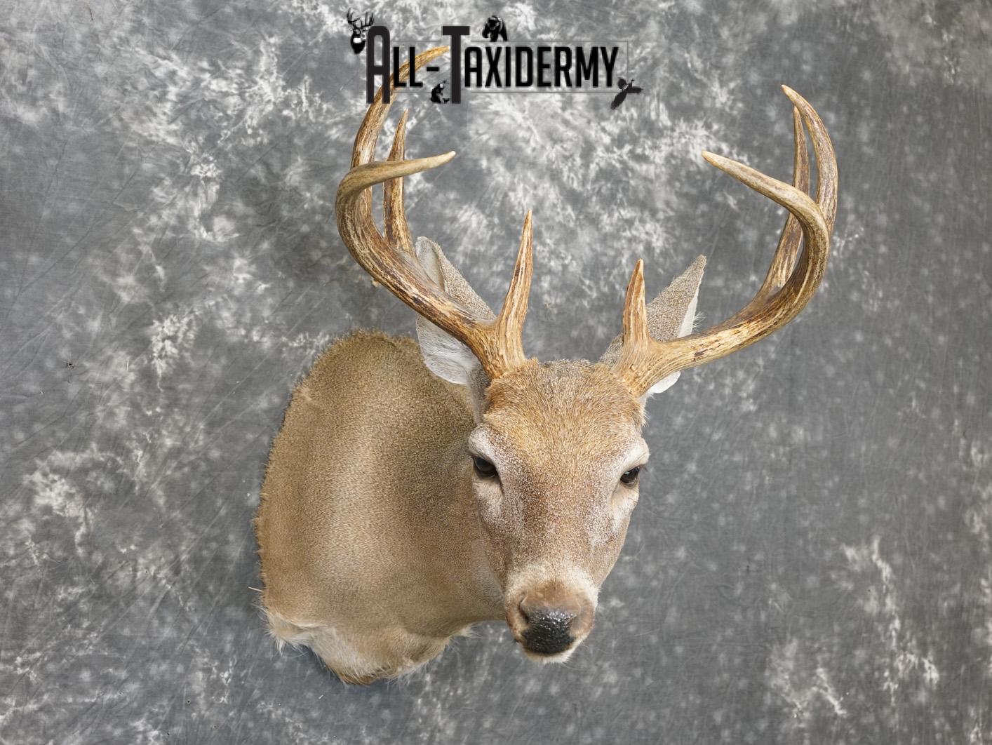 8 Point coues deer taxidermy shoulder mount for sale SKU 2182 - Image 6