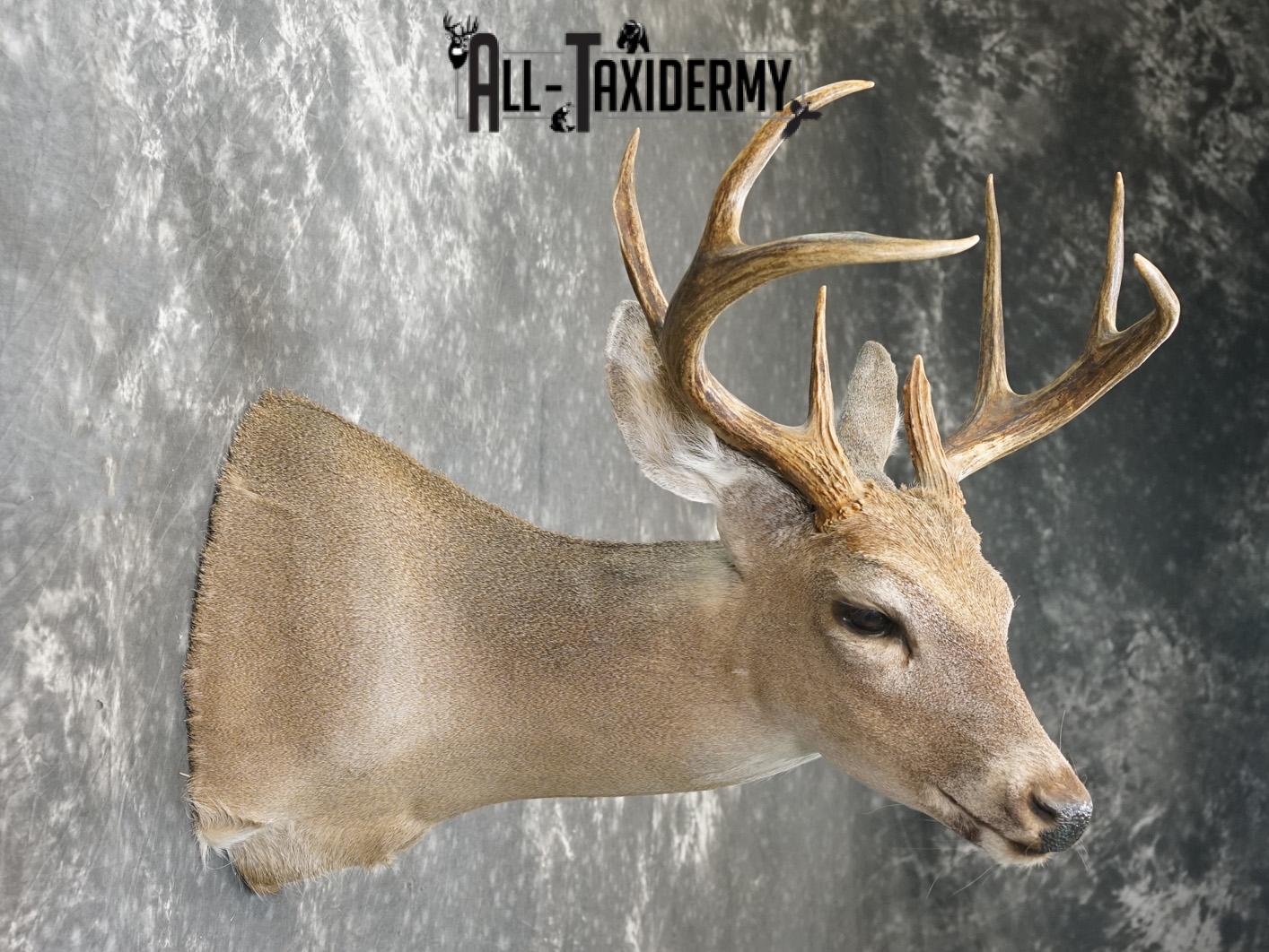 8 Point coues deer taxidermy shoulder mount for sale SKU 2182 - Image 5