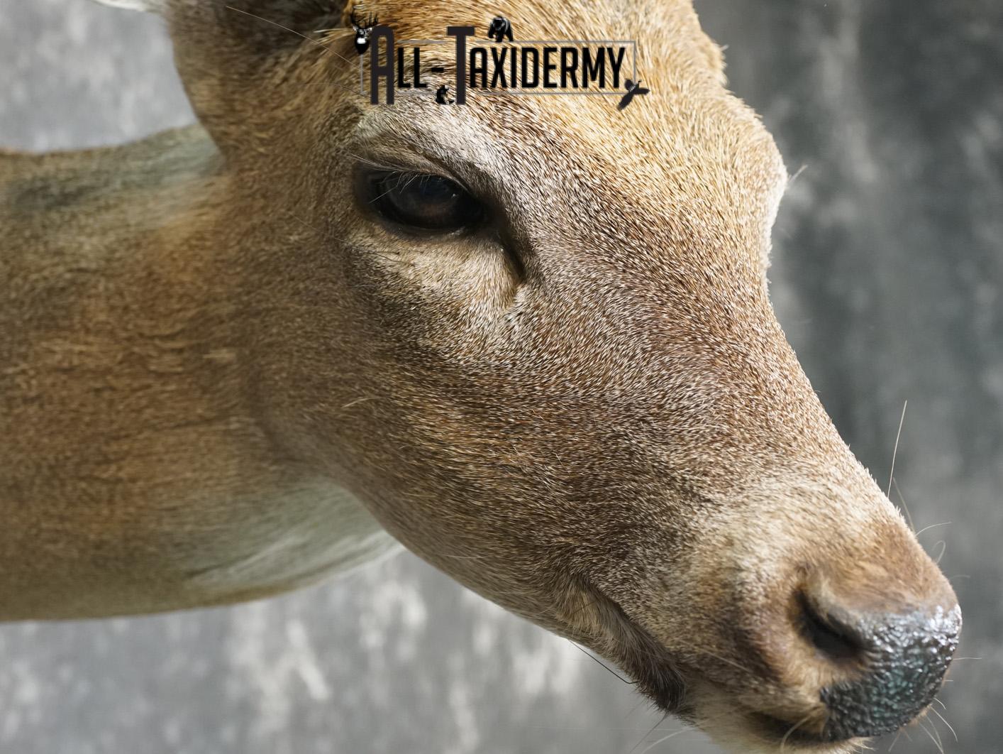 8 Point coues deer taxidermy shoulder mount for sale SKU 2182 - Image 4