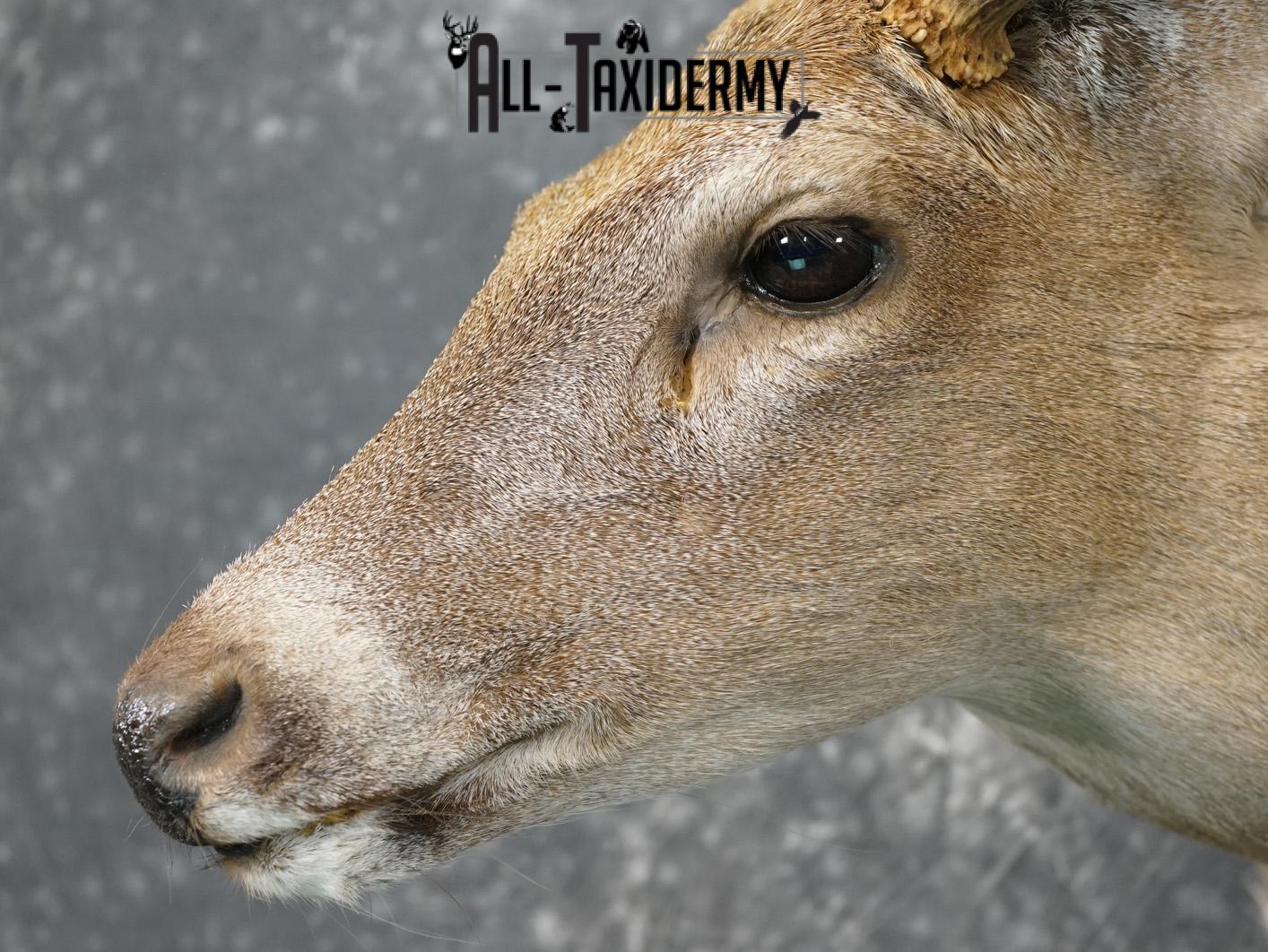 8 Point coues deer taxidermy shoulder mount for sale SKU 2182 - Image 3