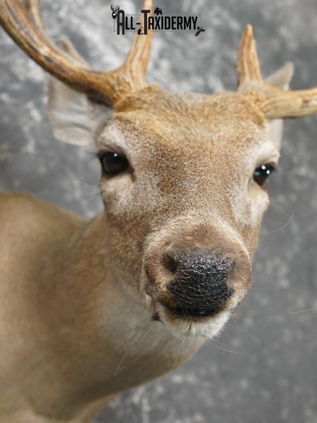 8 Point coues deer taxidermy shoulder mount for sale SKU 2182 - Image 2