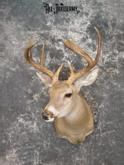 8 Point Coues deer taxidermy shoulder mount for sale SKU 2181