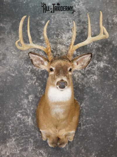 9 Point Whitetail taxidermy shoulder mount for sale SKU 2150