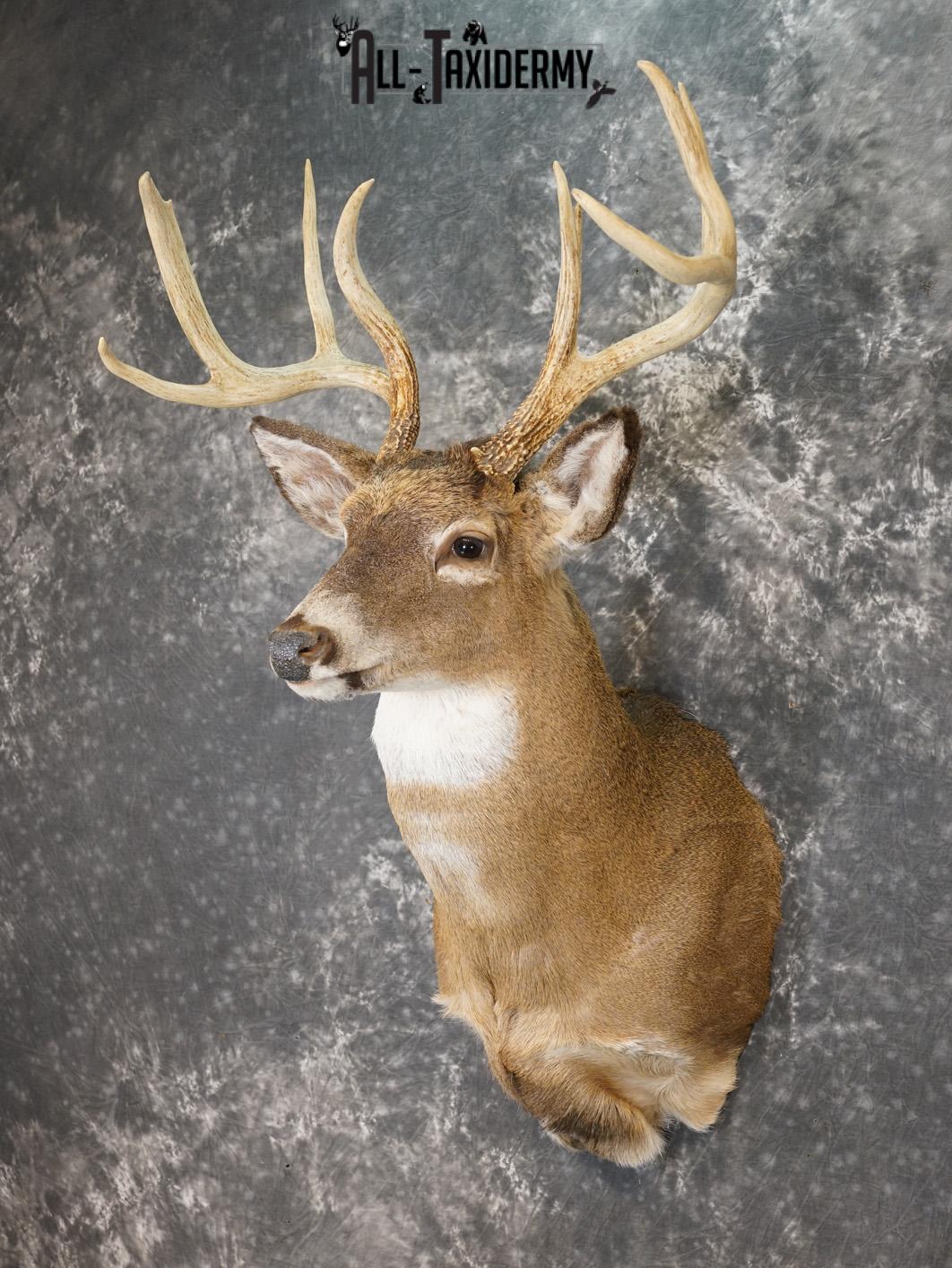 9 Point Whitetail taxidermy shoulder mount for sale SKU 2150 - Image 8