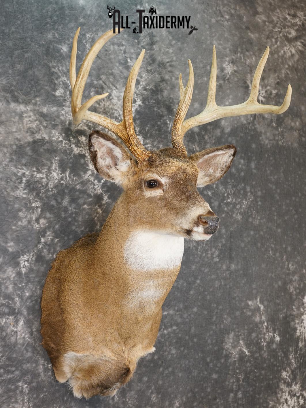 9 Point Whitetail taxidermy shoulder mount for sale SKU 2150 - Image 6