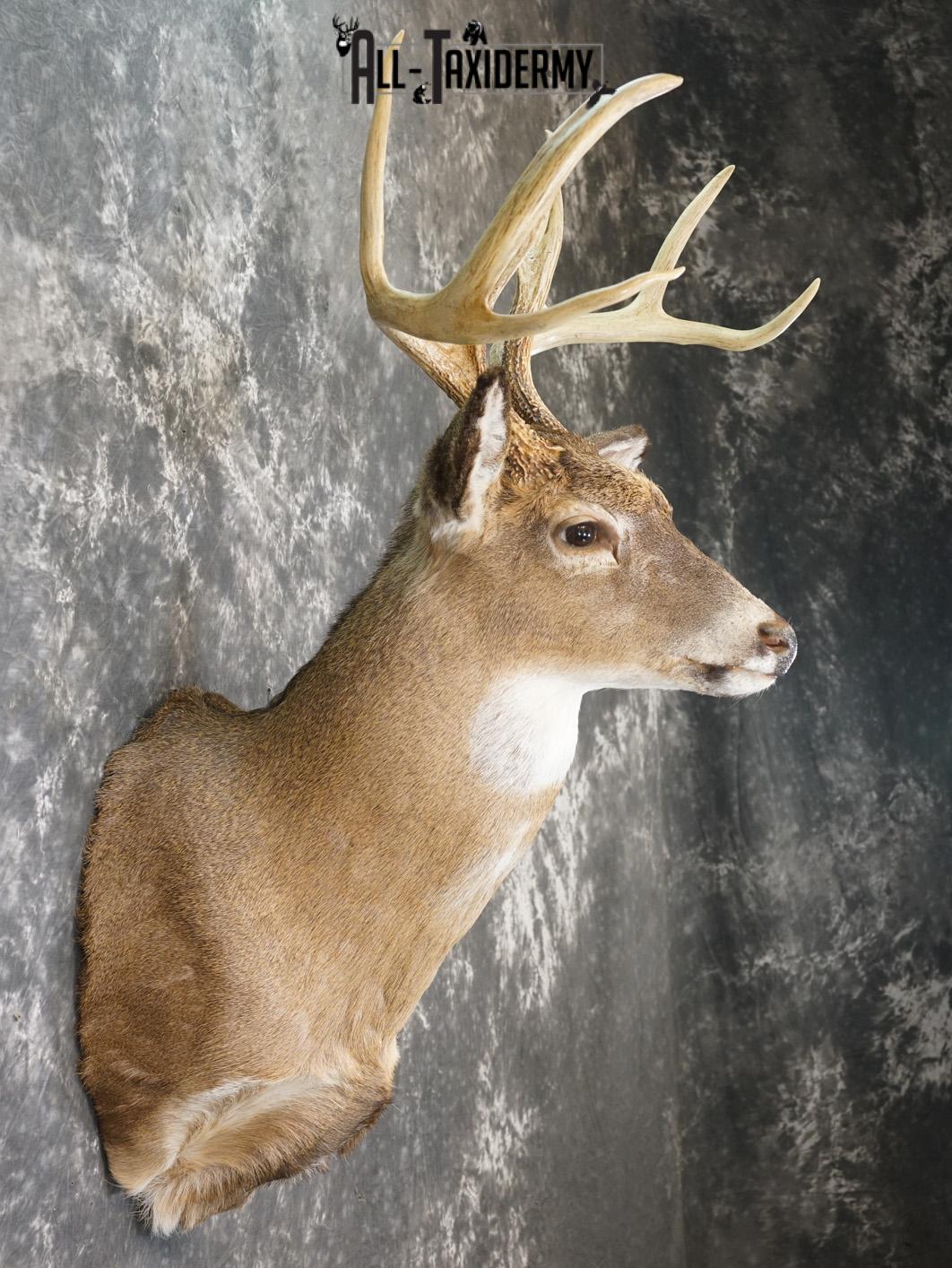 9 Point Whitetail taxidermy shoulder mount for sale SKU 2150 - Image 5