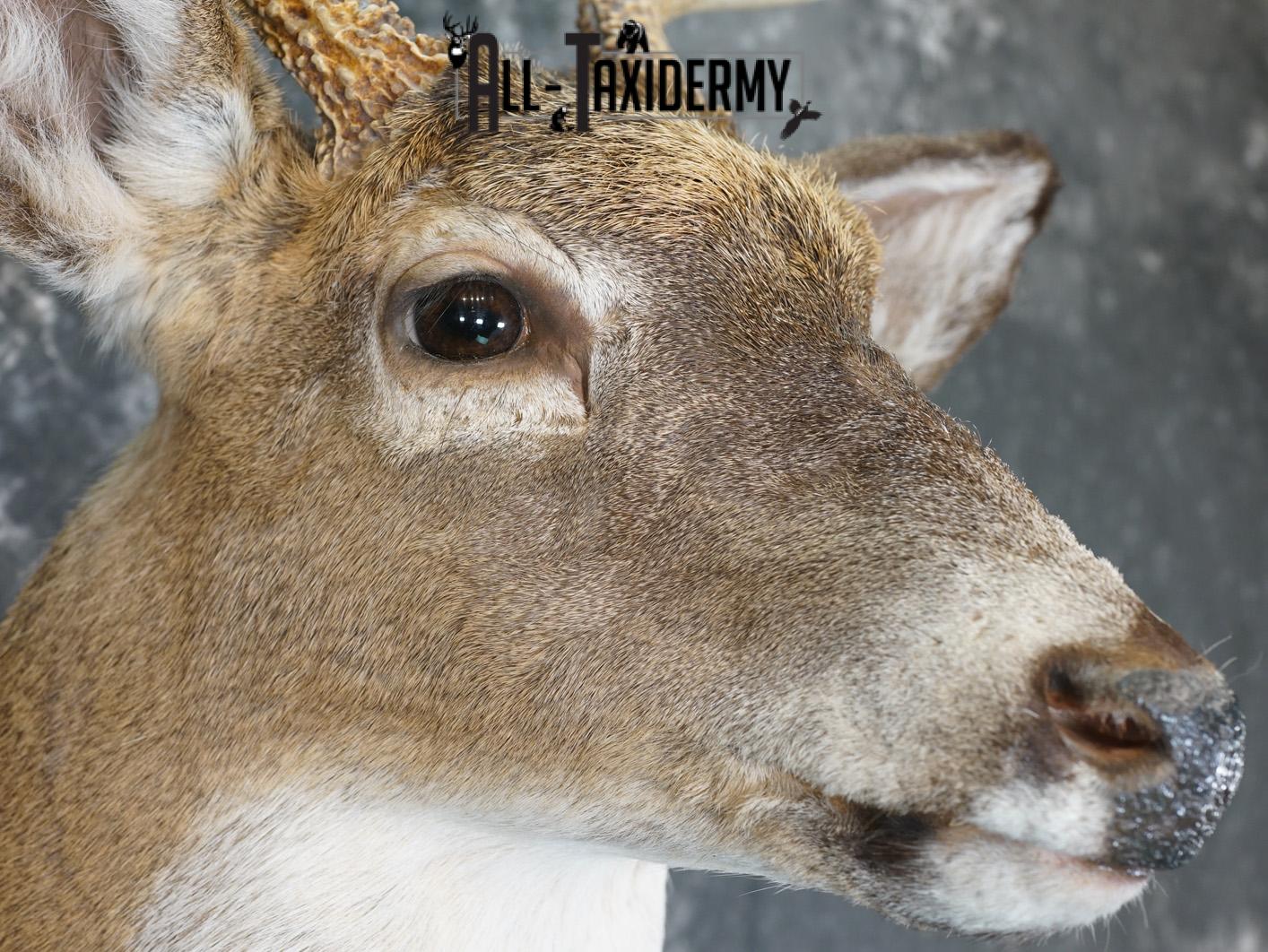 9 Point Whitetail taxidermy shoulder mount for sale SKU 2150 - Image 4