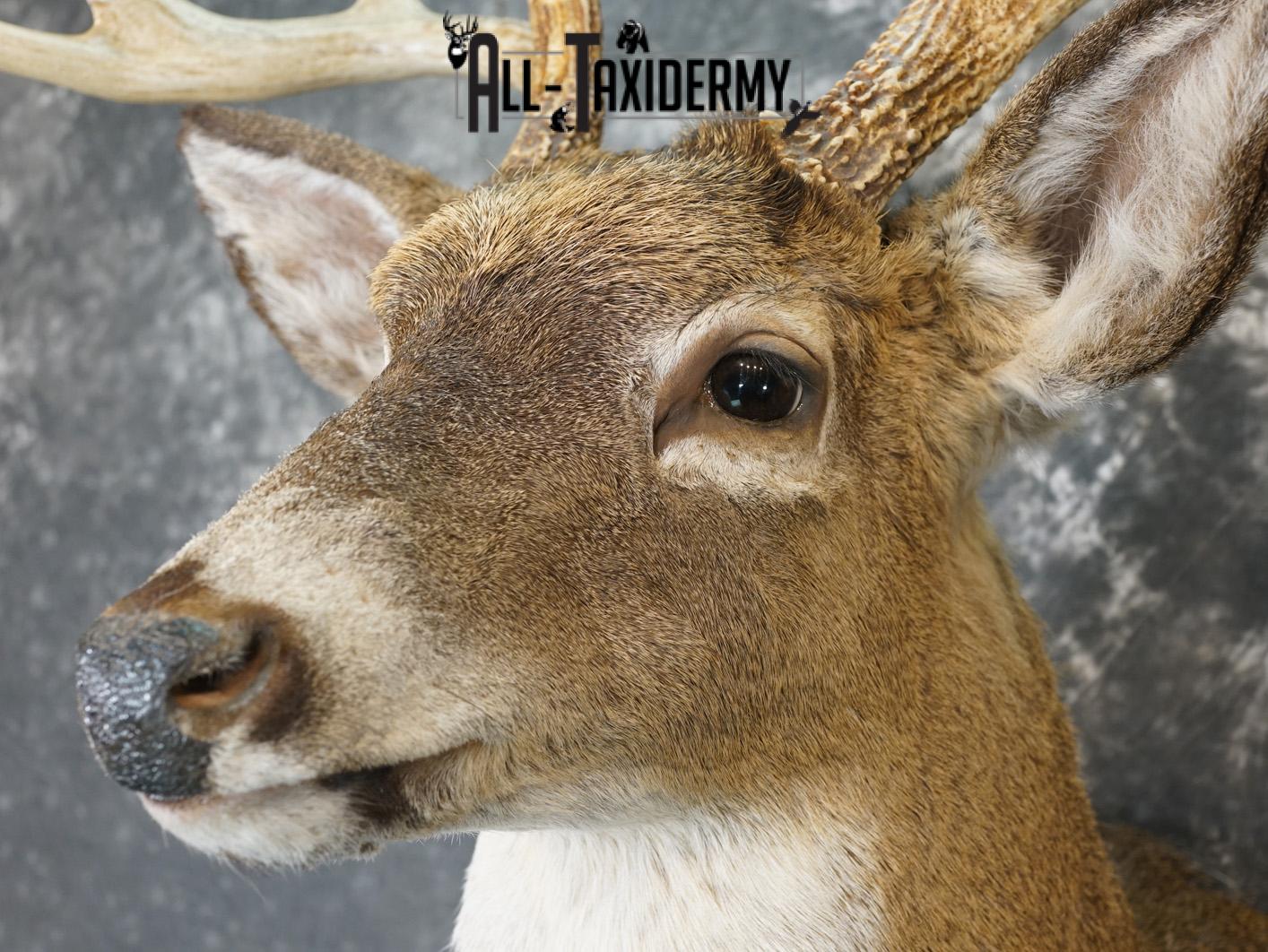 9 Point Whitetail taxidermy shoulder mount for sale SKU 2150 - Image 3