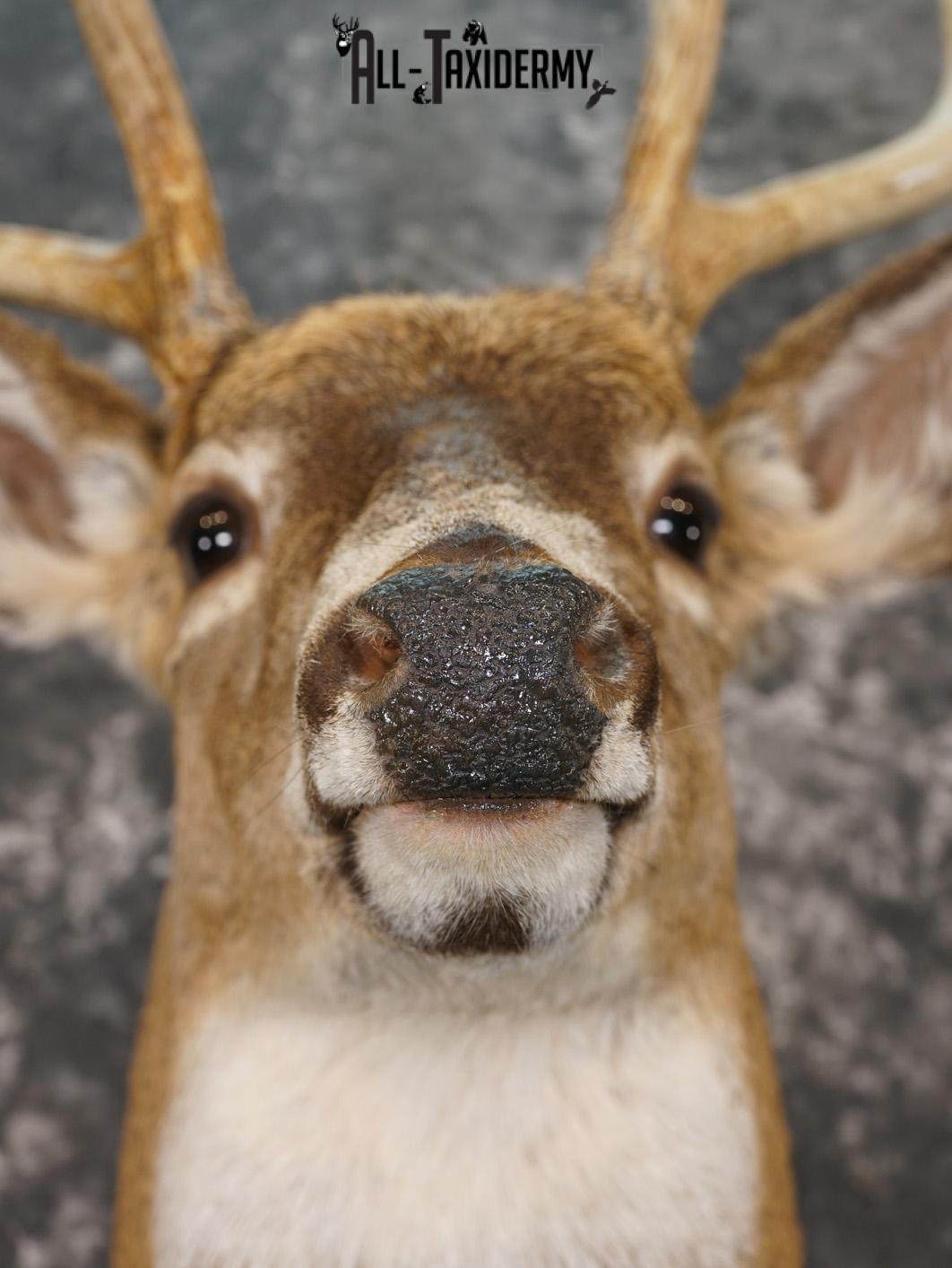 9 Point Whitetail taxidermy shoulder mount for sale SKU 2150 - Image 2