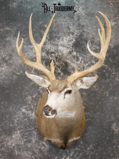 5x5 Mule deer taxidermy shoulder mount for sale SKU 2177