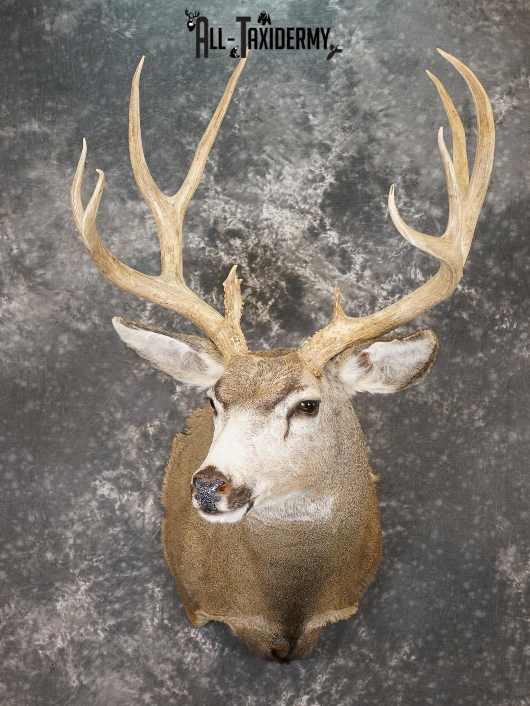 5x5 Mule deer taxidermy shoulder mount for sale SKU 2177