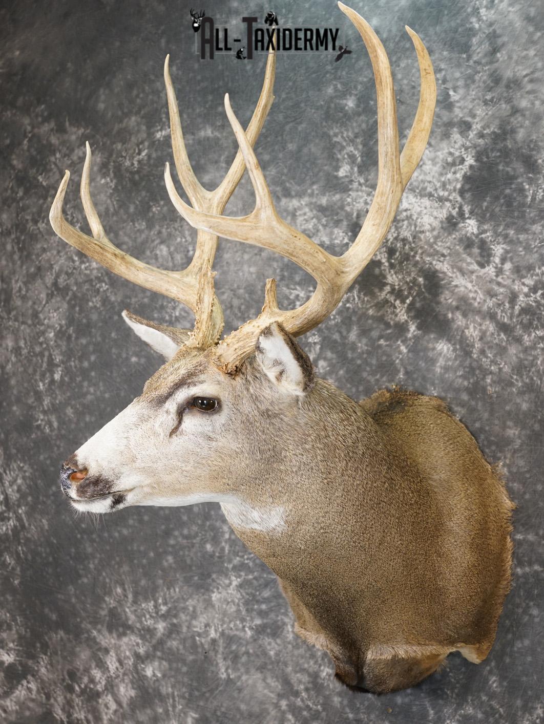 5x5 Mule deer taxidermy shoulder mount for sale SKU 2177 - Image 8