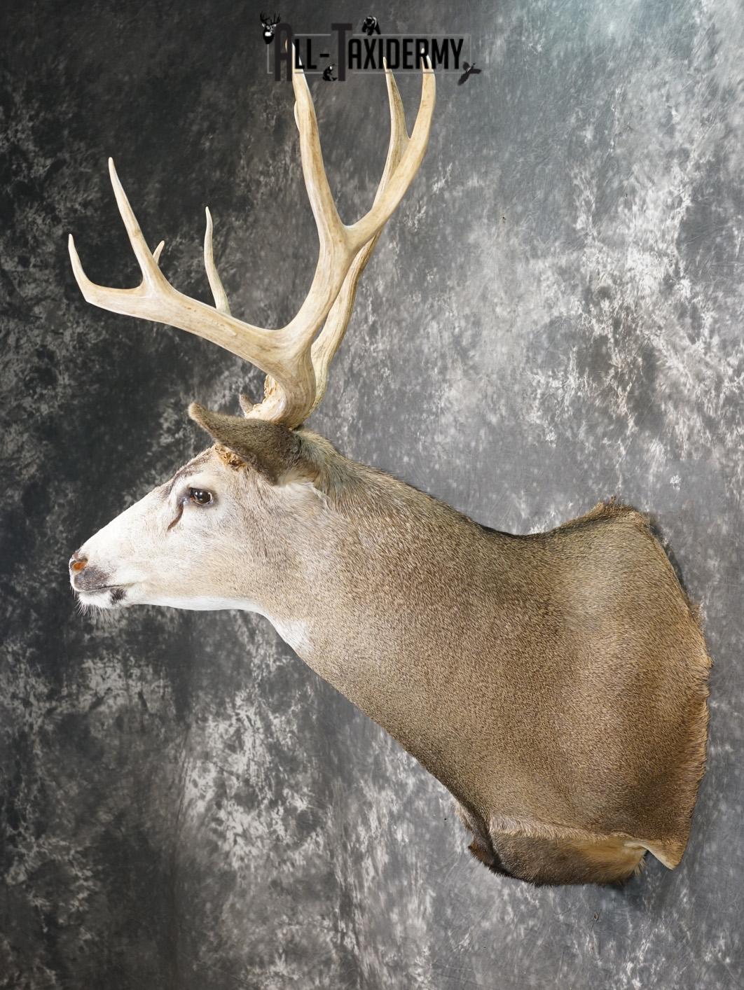 5x5 Mule deer taxidermy shoulder mount for sale SKU 2177 - Image 7