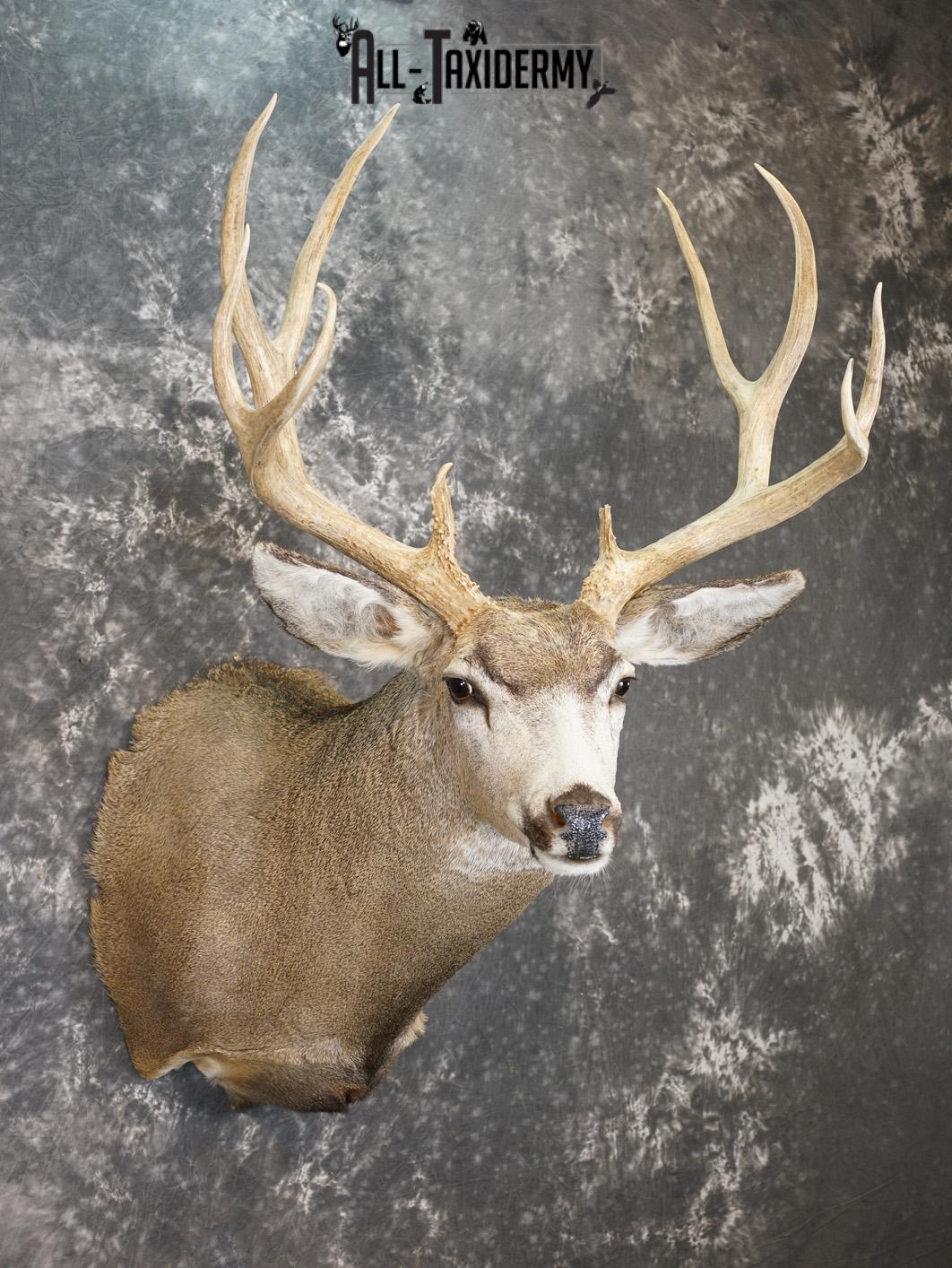 5x5 Mule deer taxidermy shoulder mount for sale SKU 2177 - Image 6