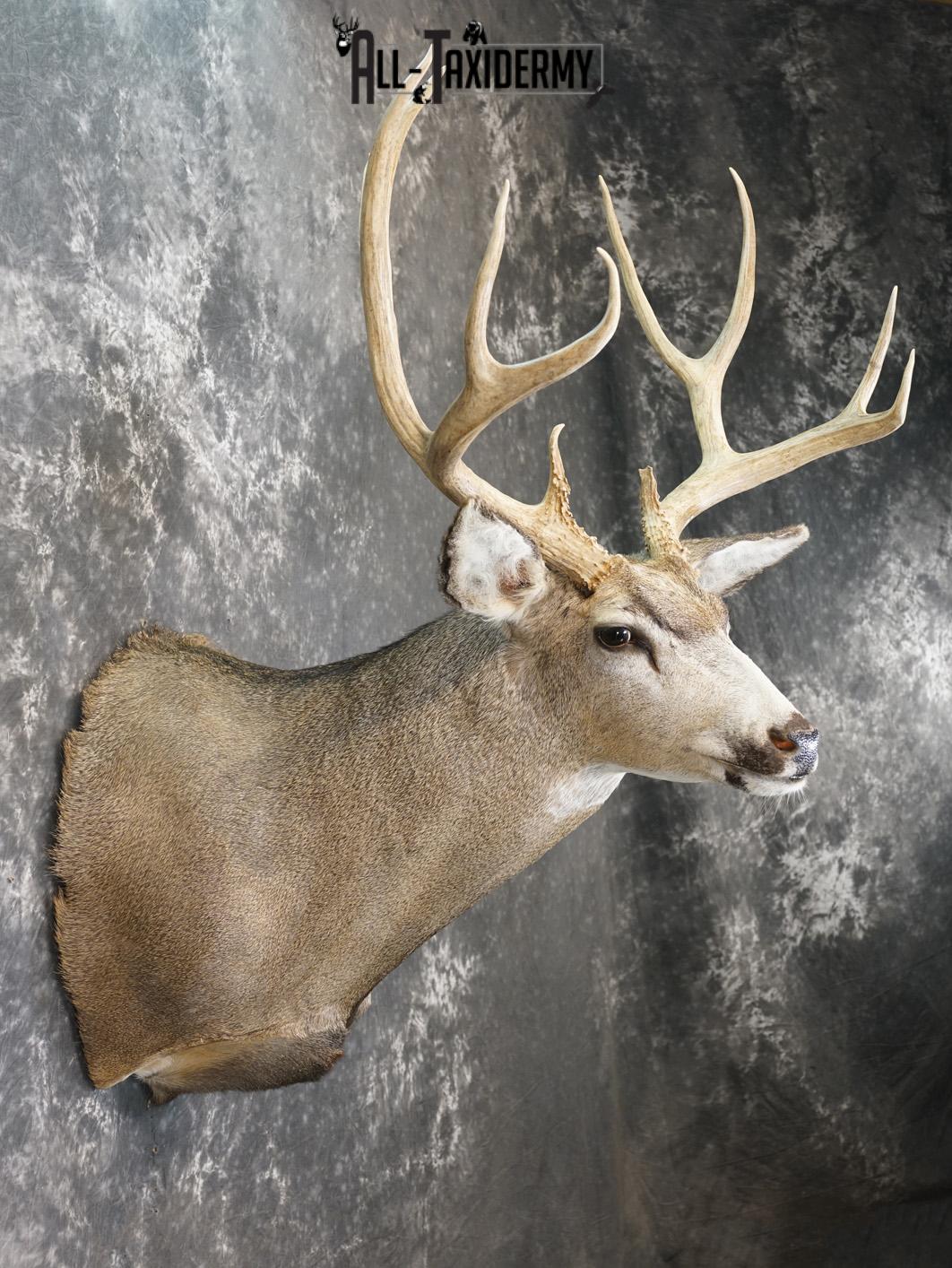 5x5 Mule deer taxidermy shoulder mount for sale SKU 2177 - Image 5