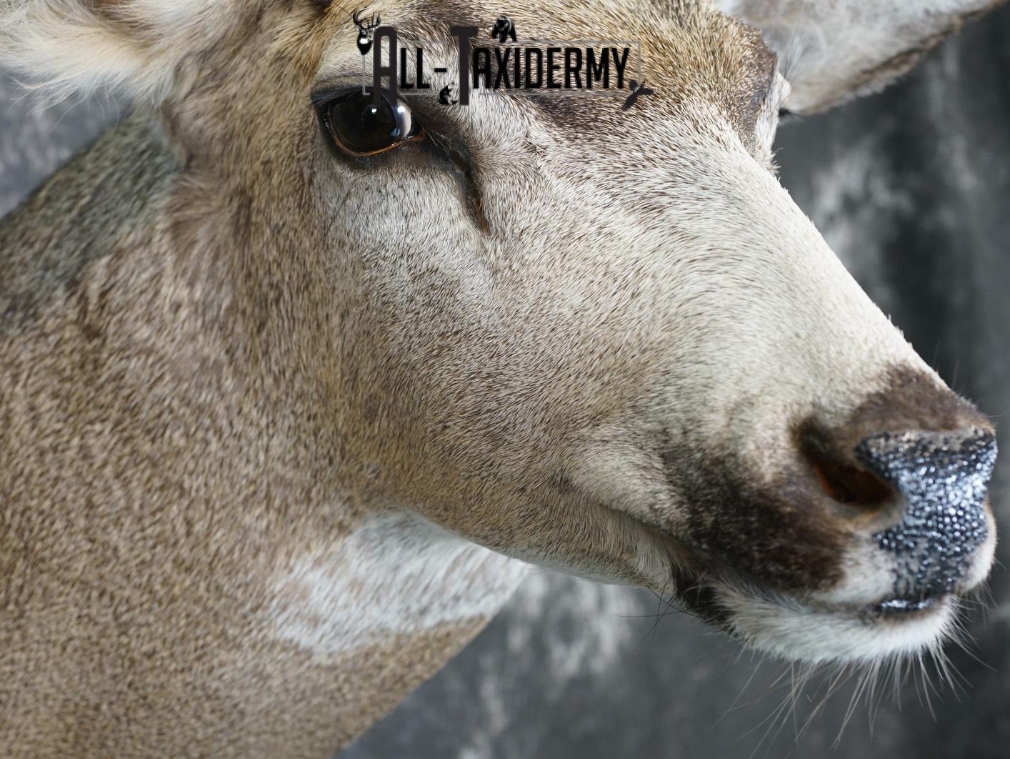 5x5 Mule deer taxidermy shoulder mount for sale SKU 2177 - Image 4