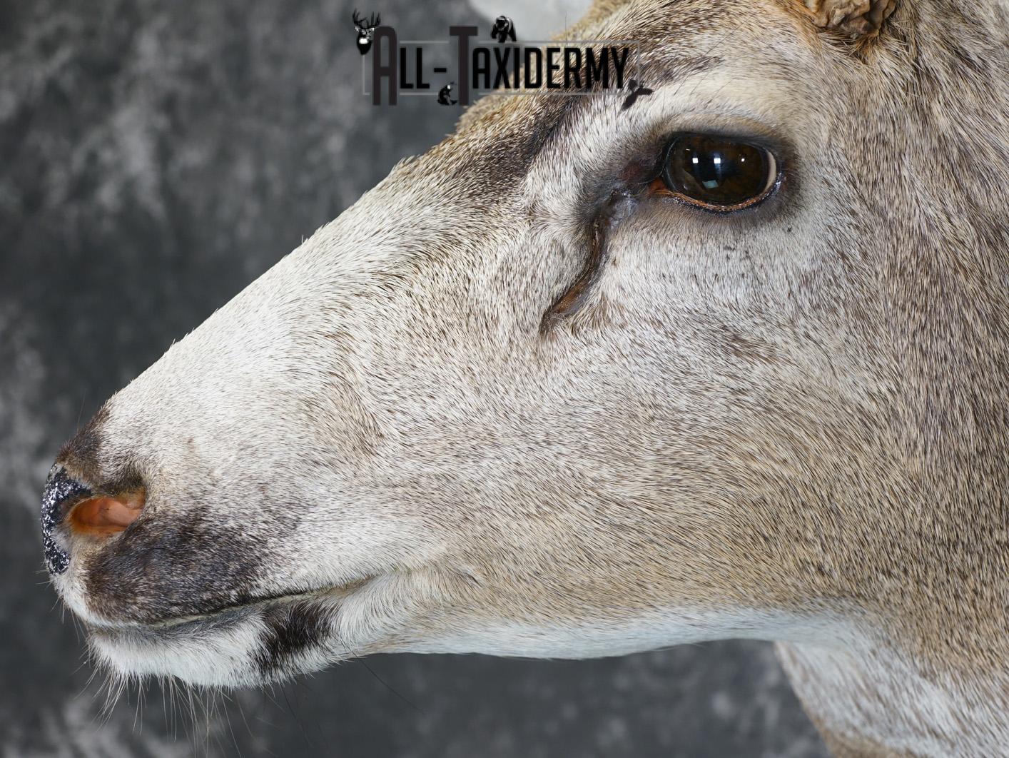 5x5 Mule deer taxidermy shoulder mount for sale SKU 2177 - Image 3